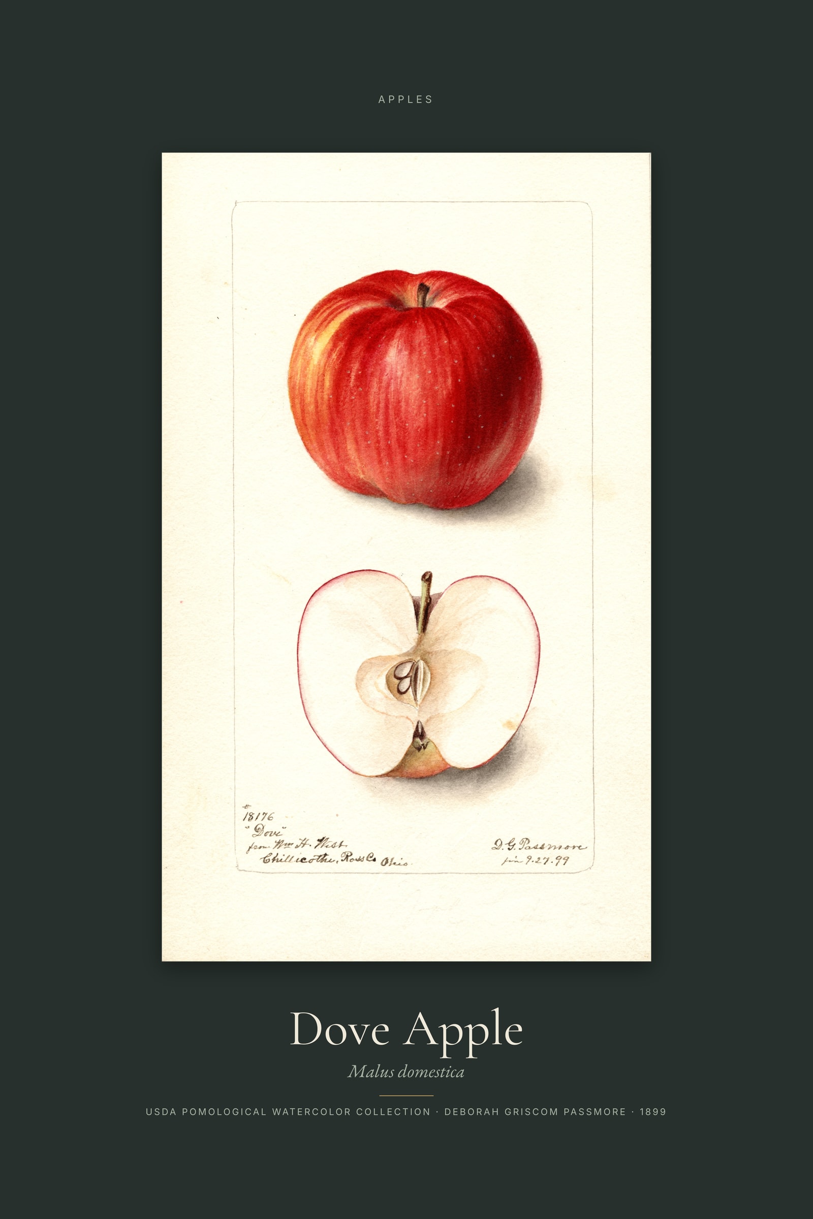 Dove Apple — Specimen