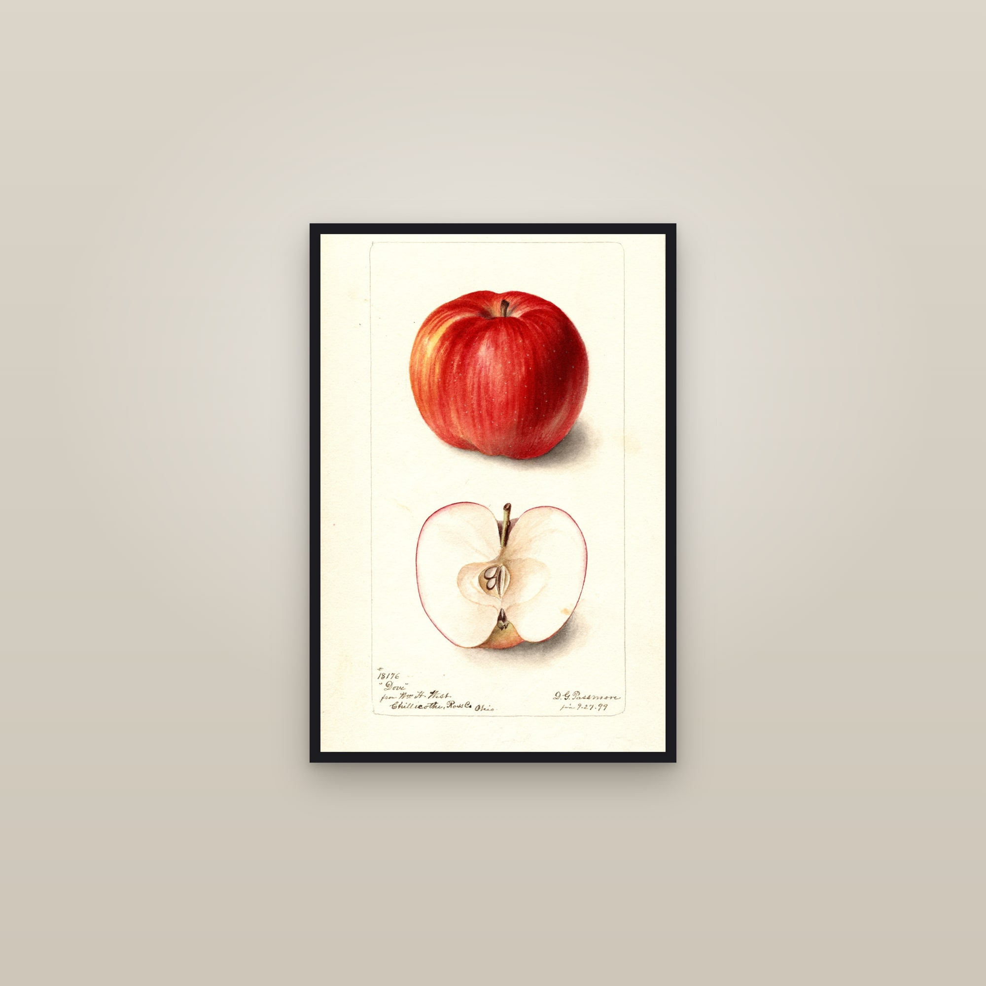 Dove Apple — framed in a gallery setting
