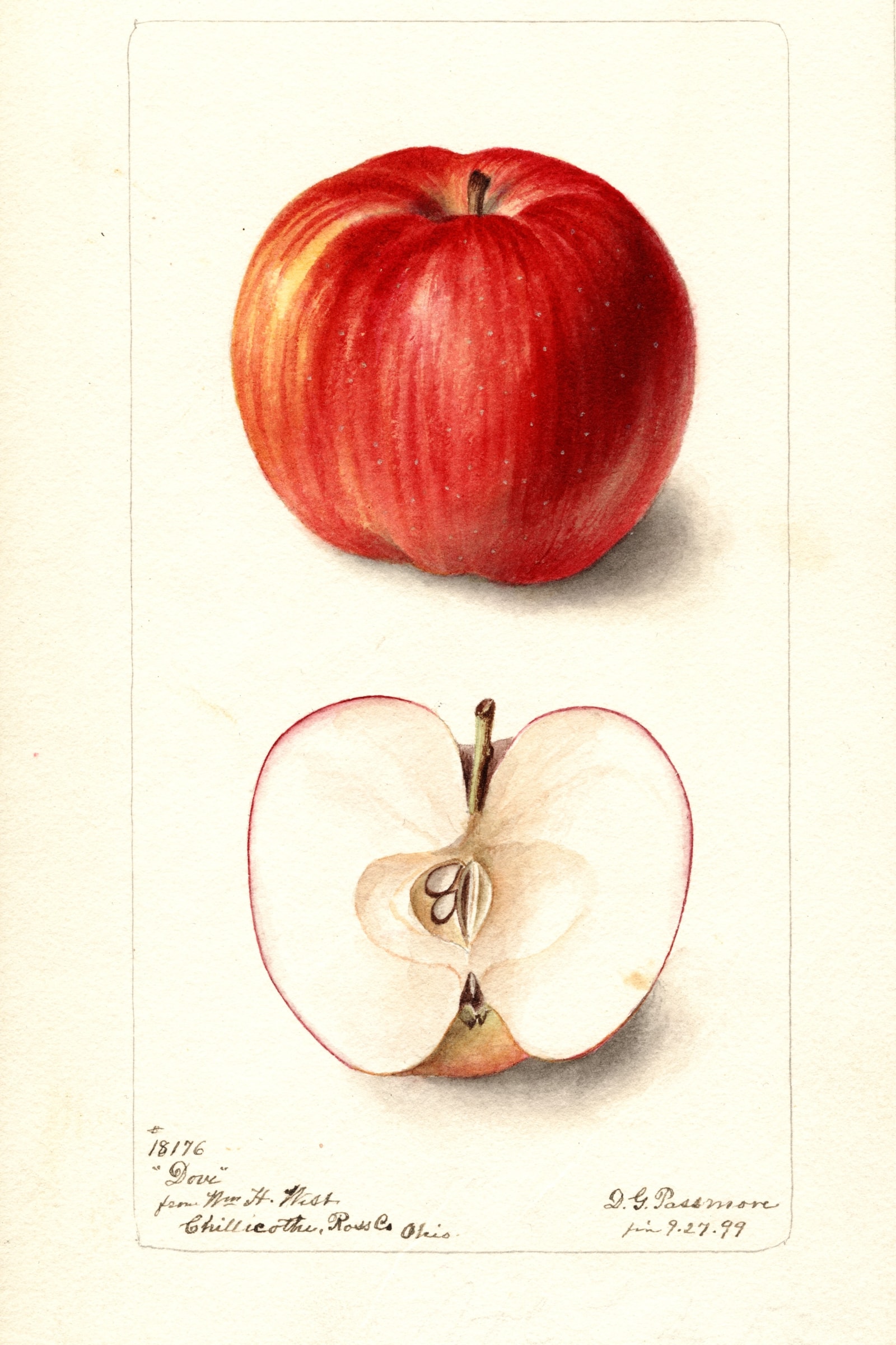 Dove Apple