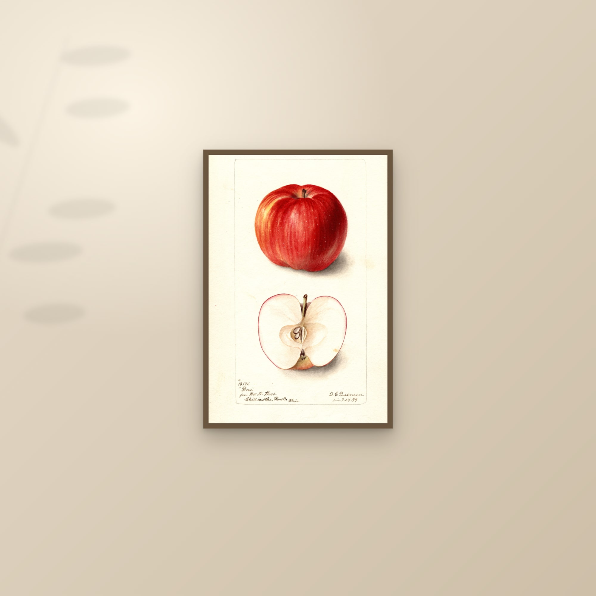 Dove Apple — framed and styled on a sunlit wall