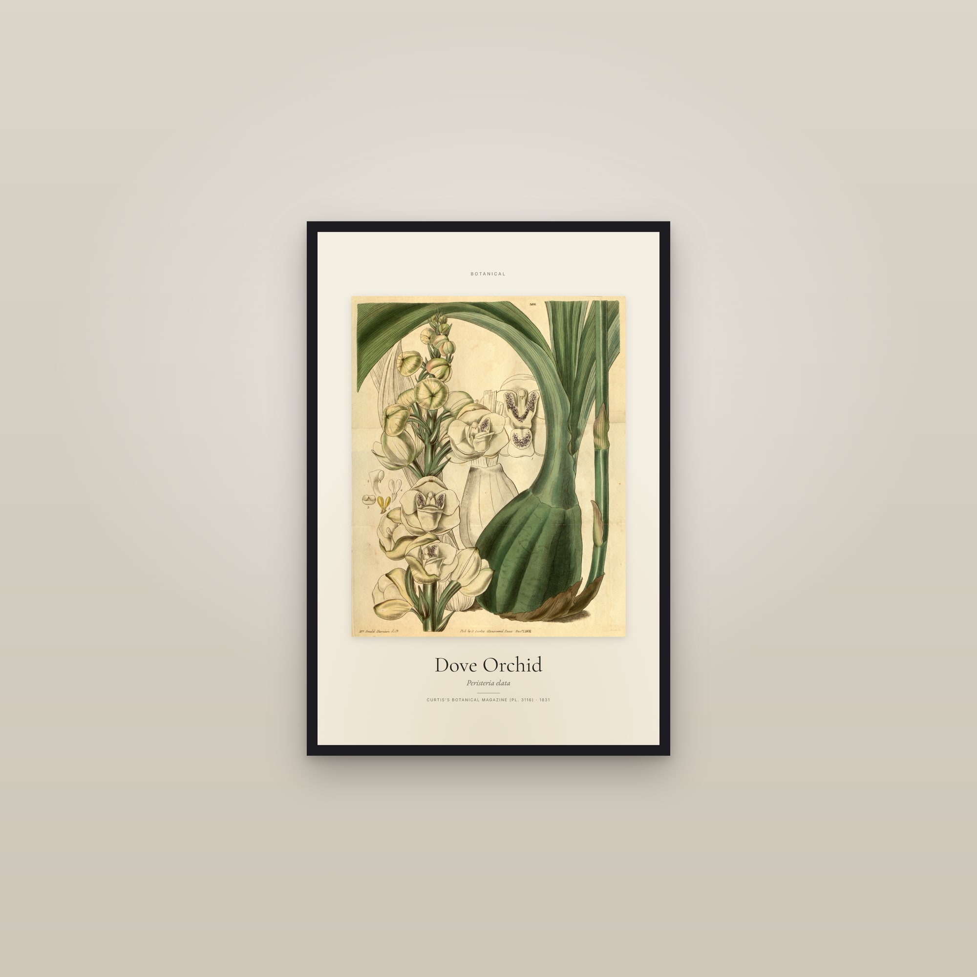 Dove Orchid — Specimen — framed in a gallery setting