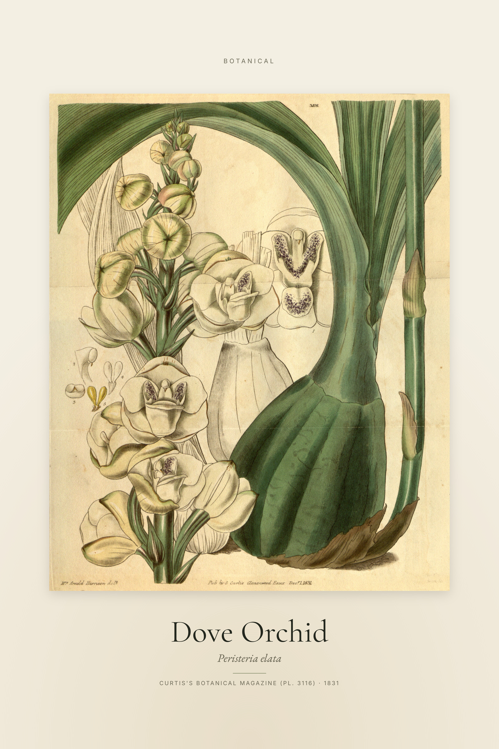 Dove Orchid — Specimen