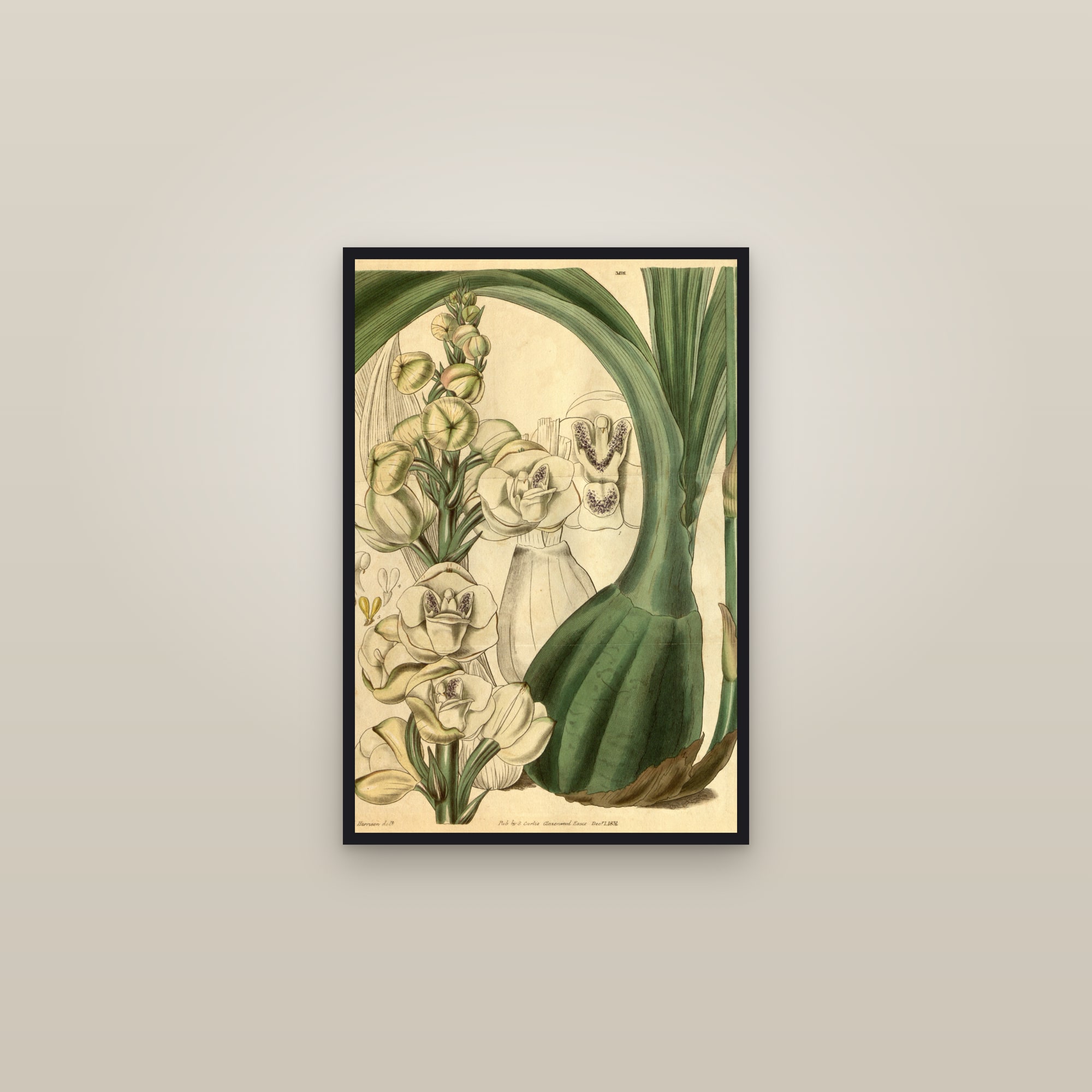 Dove Orchid — framed in a gallery setting