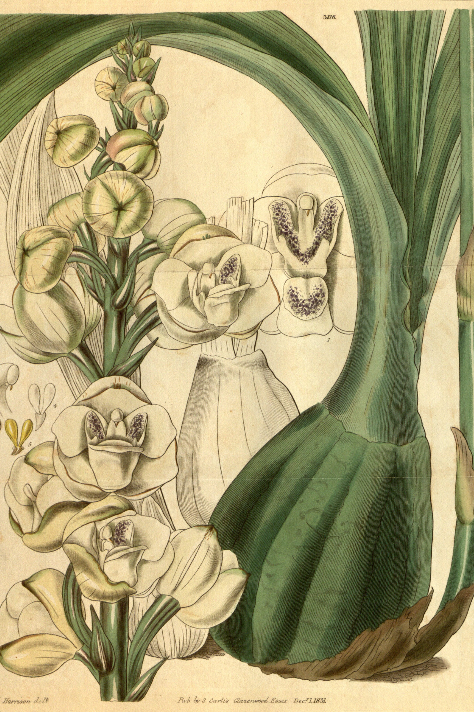 Dove Orchid