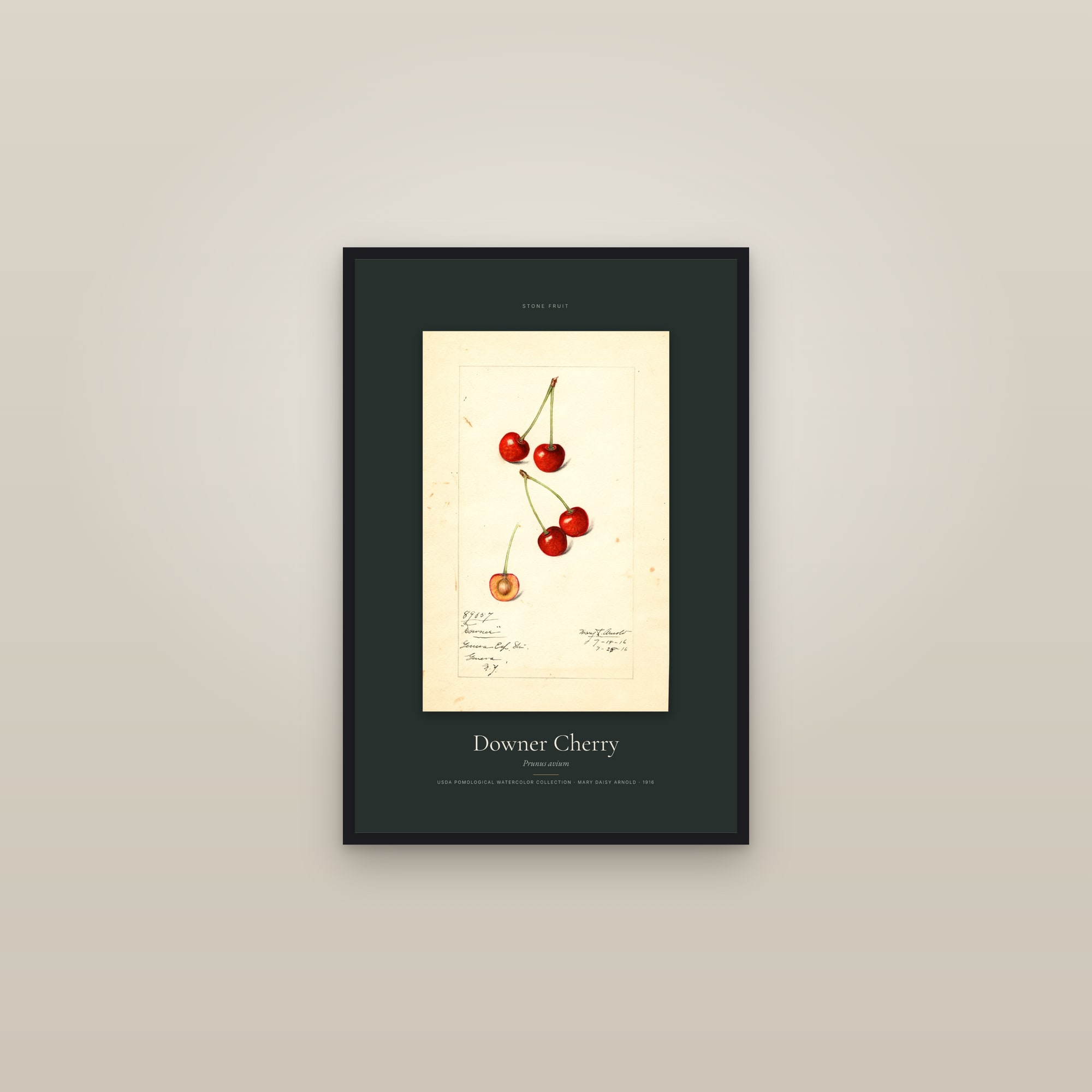 Downer Cherry — Specimen — framed in a gallery setting