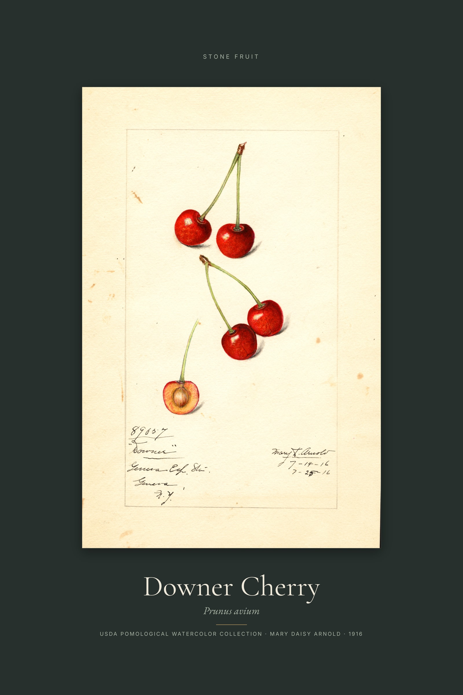 Downer Cherry — Specimen