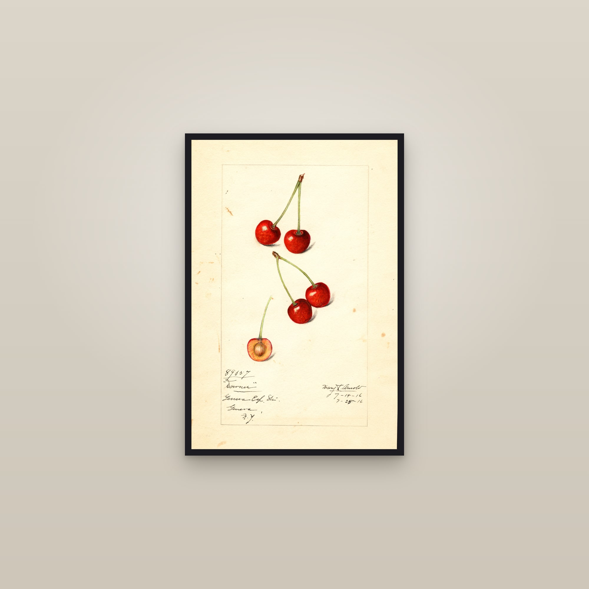 Downer Cherry — framed in a gallery setting