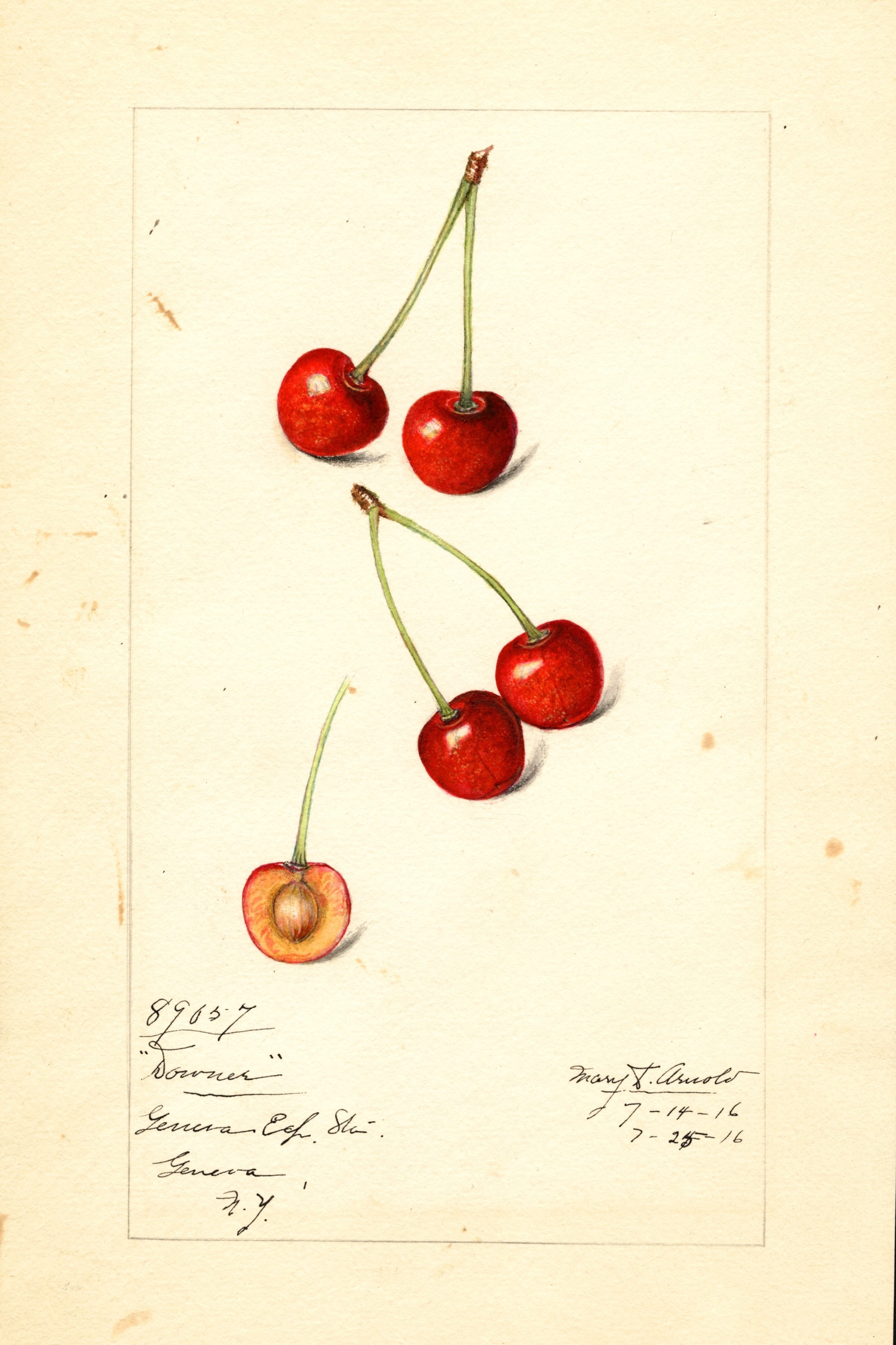 Downer Cherry