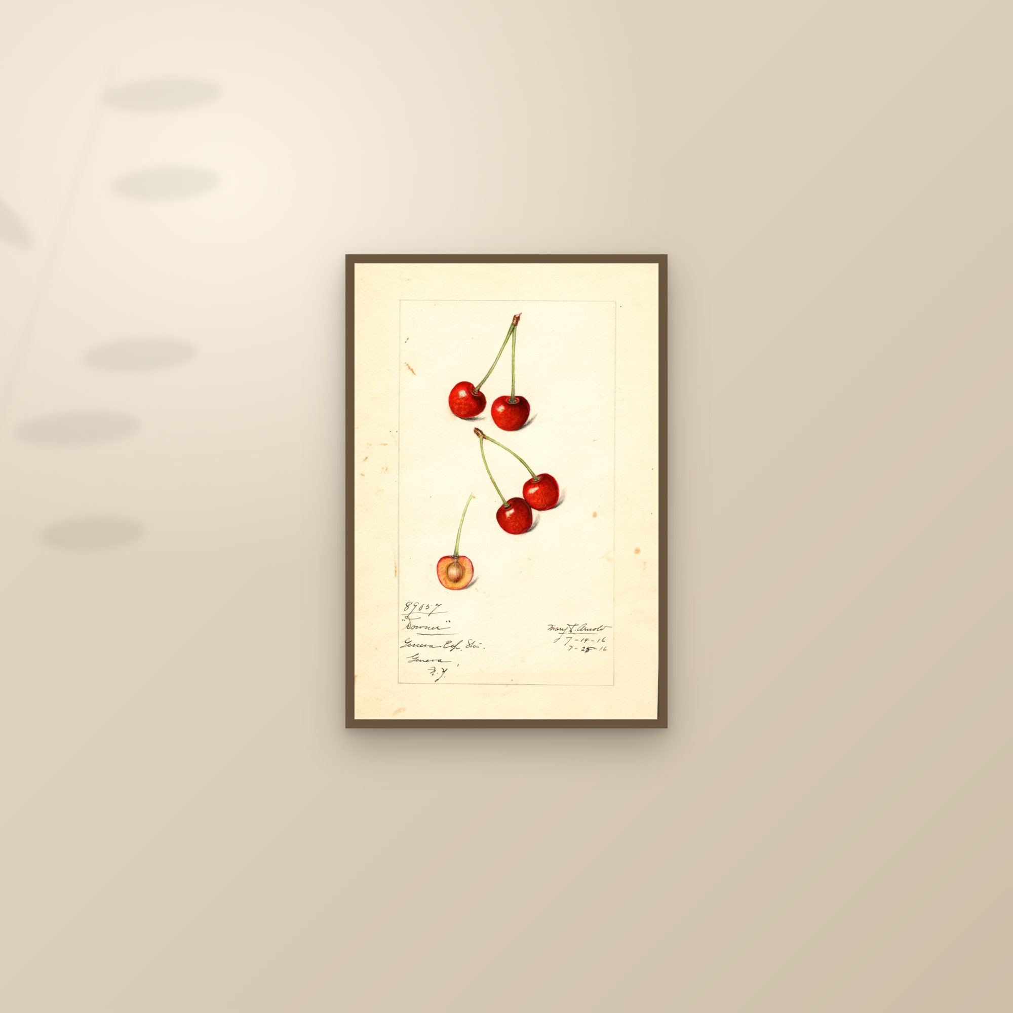 Downer Cherry — framed and styled on a sunlit wall