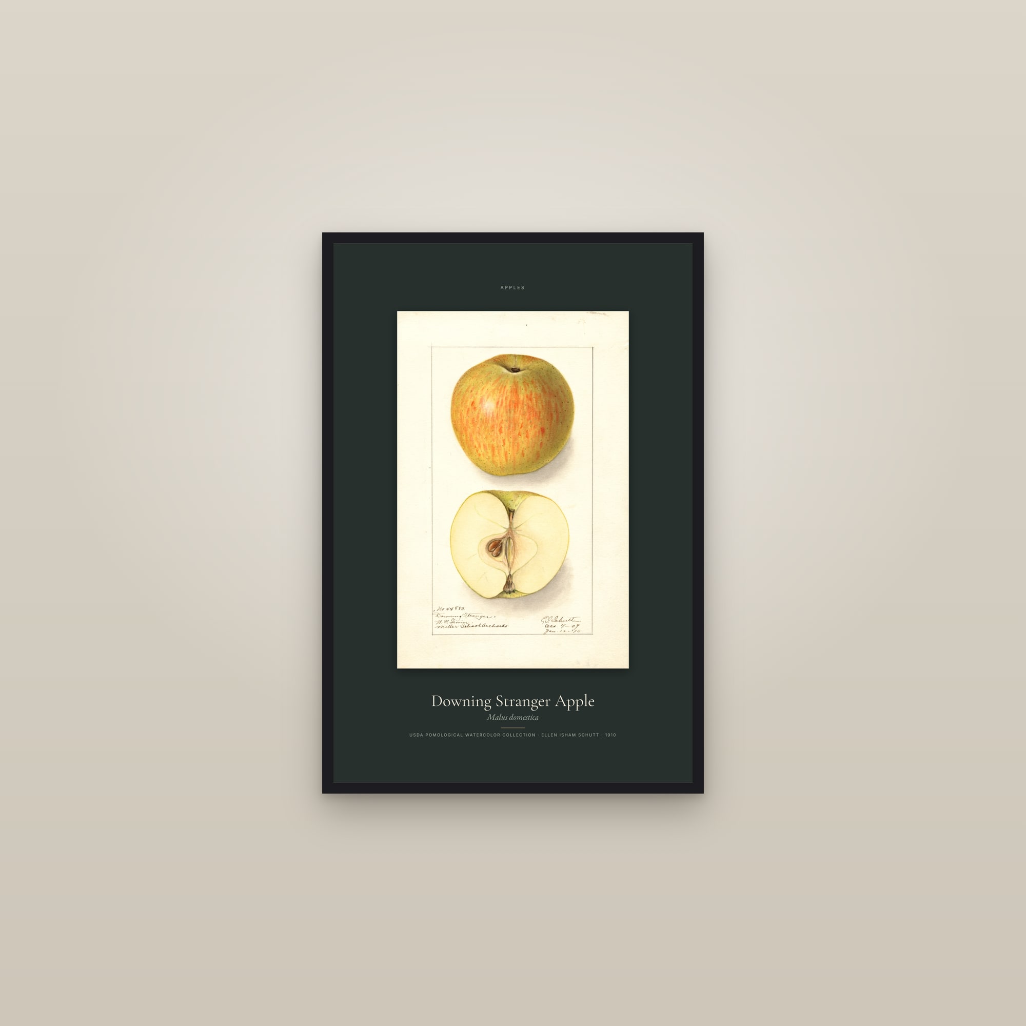 Downing Stranger Apple — Specimen — framed in a gallery setting