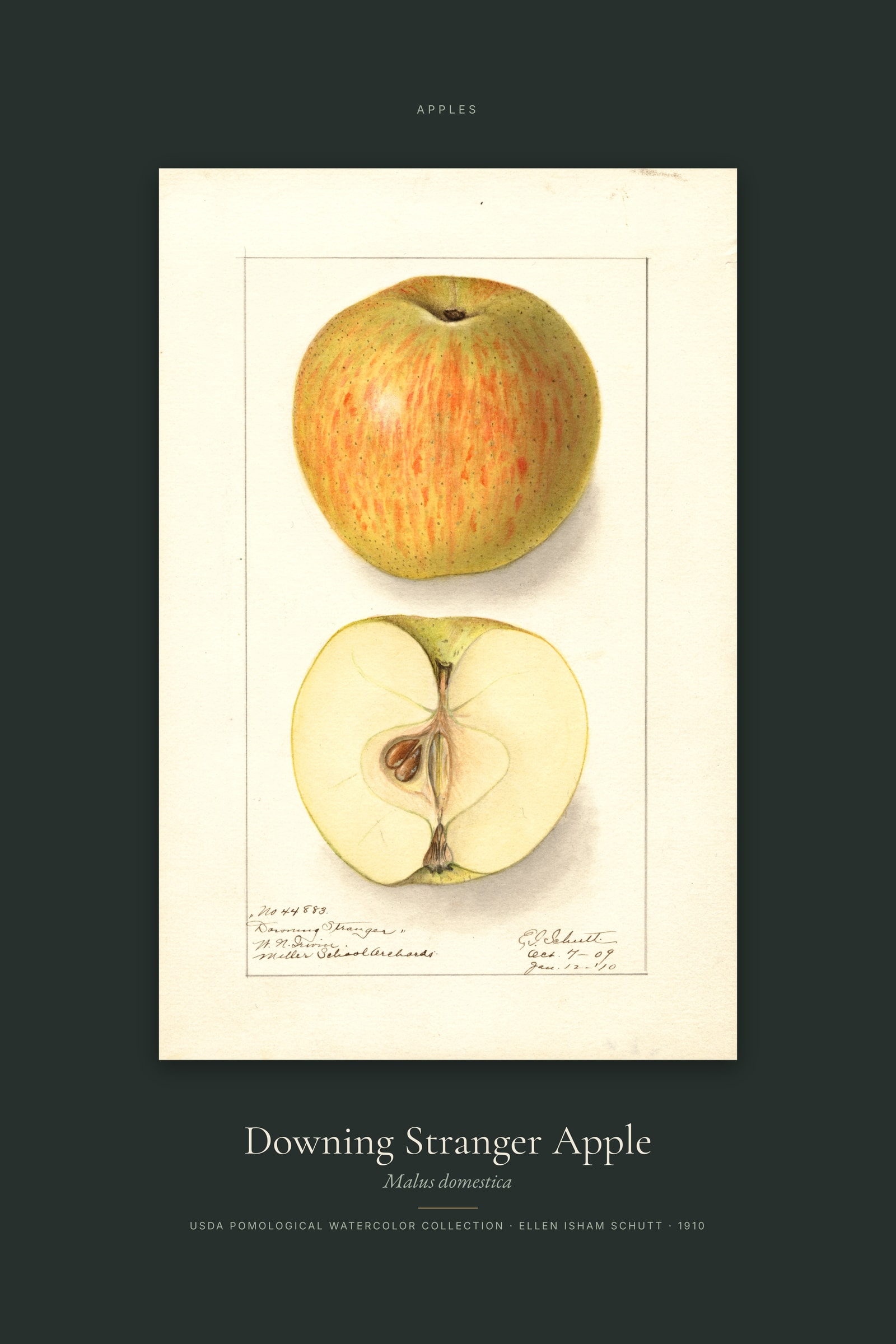 Downing Stranger Apple — Specimen