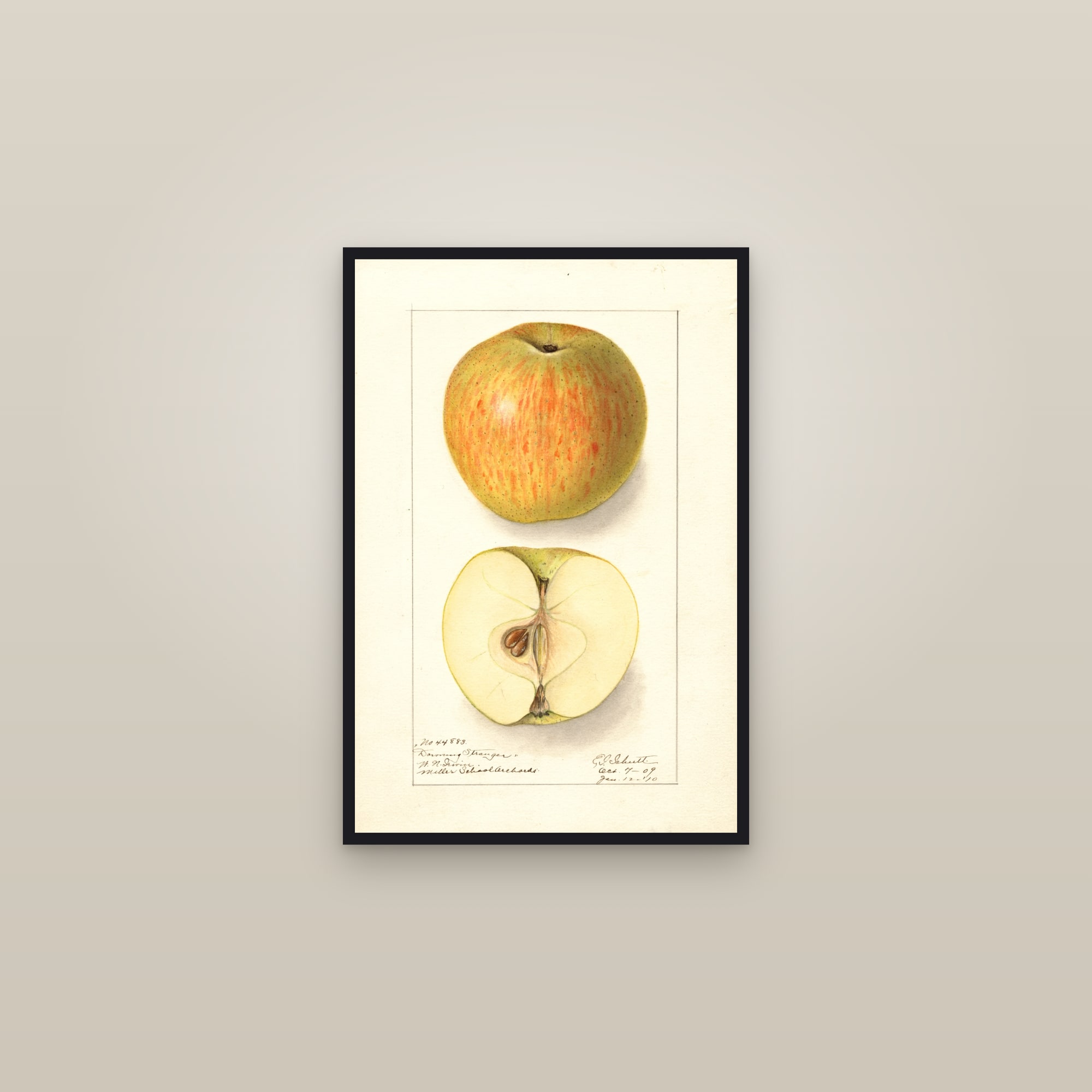 Downing Stranger Apple — framed in a gallery setting