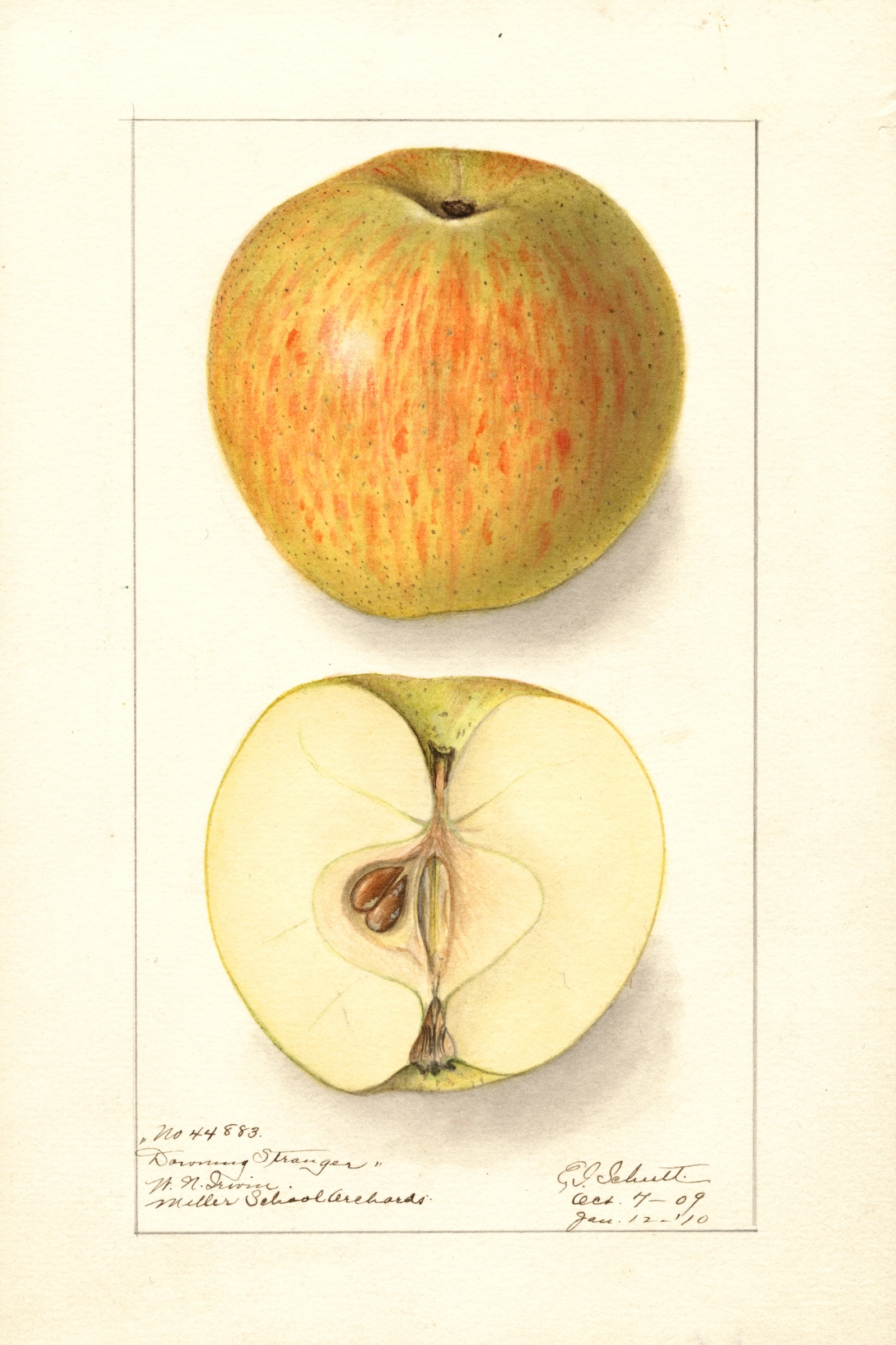 Downing Stranger Apple