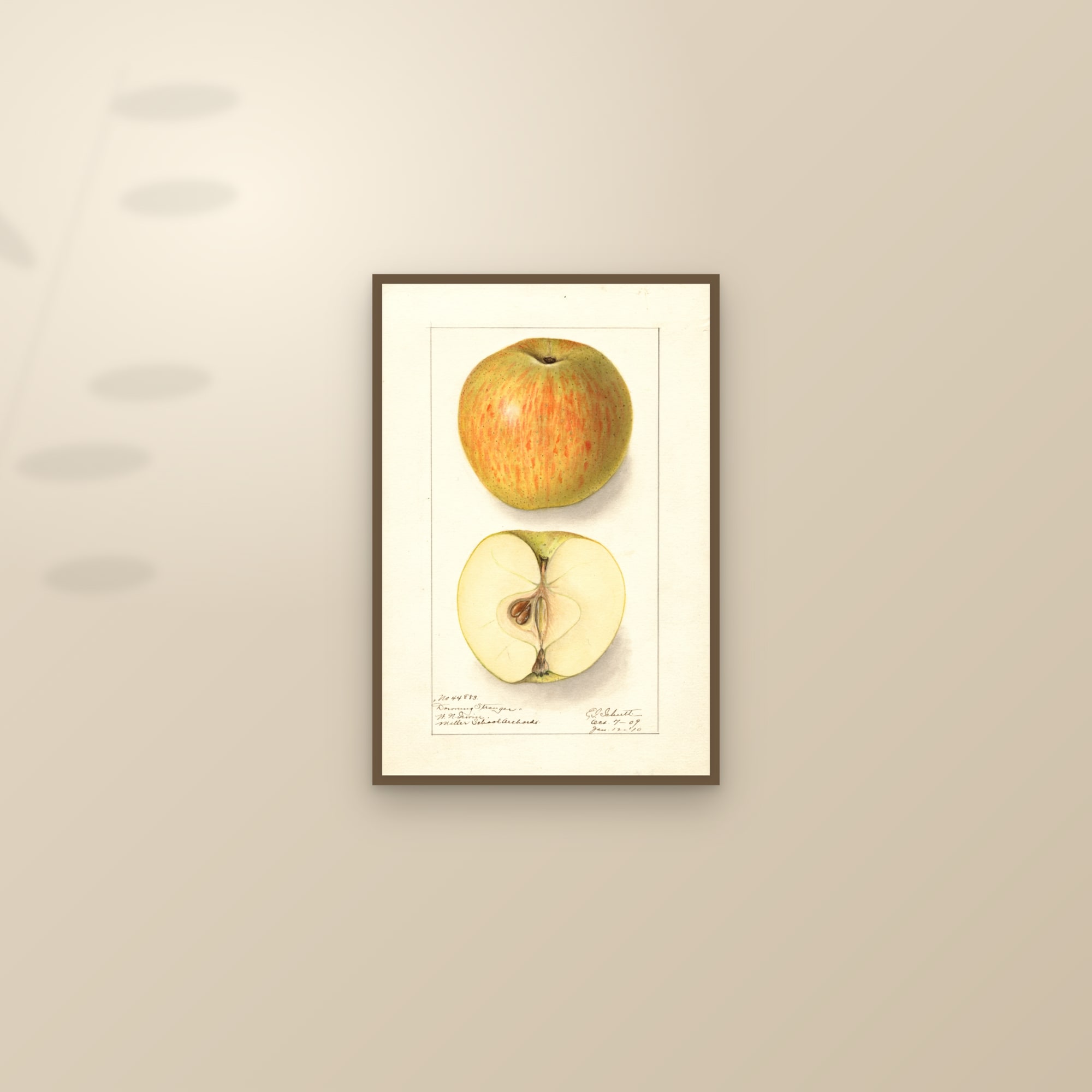 Downing Stranger Apple — framed and styled on a sunlit wall