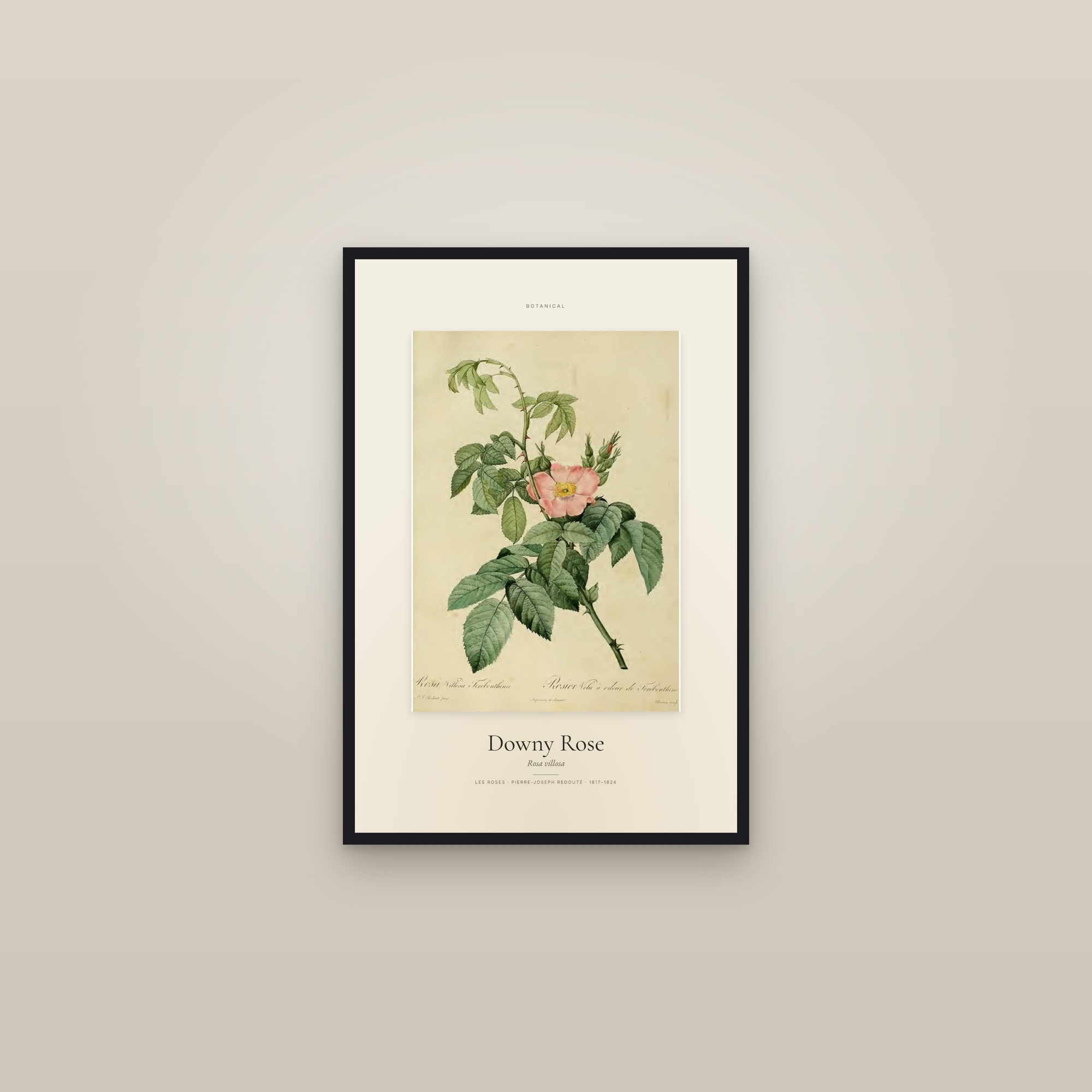 Downy Rose — Specimen — framed in a gallery setting
