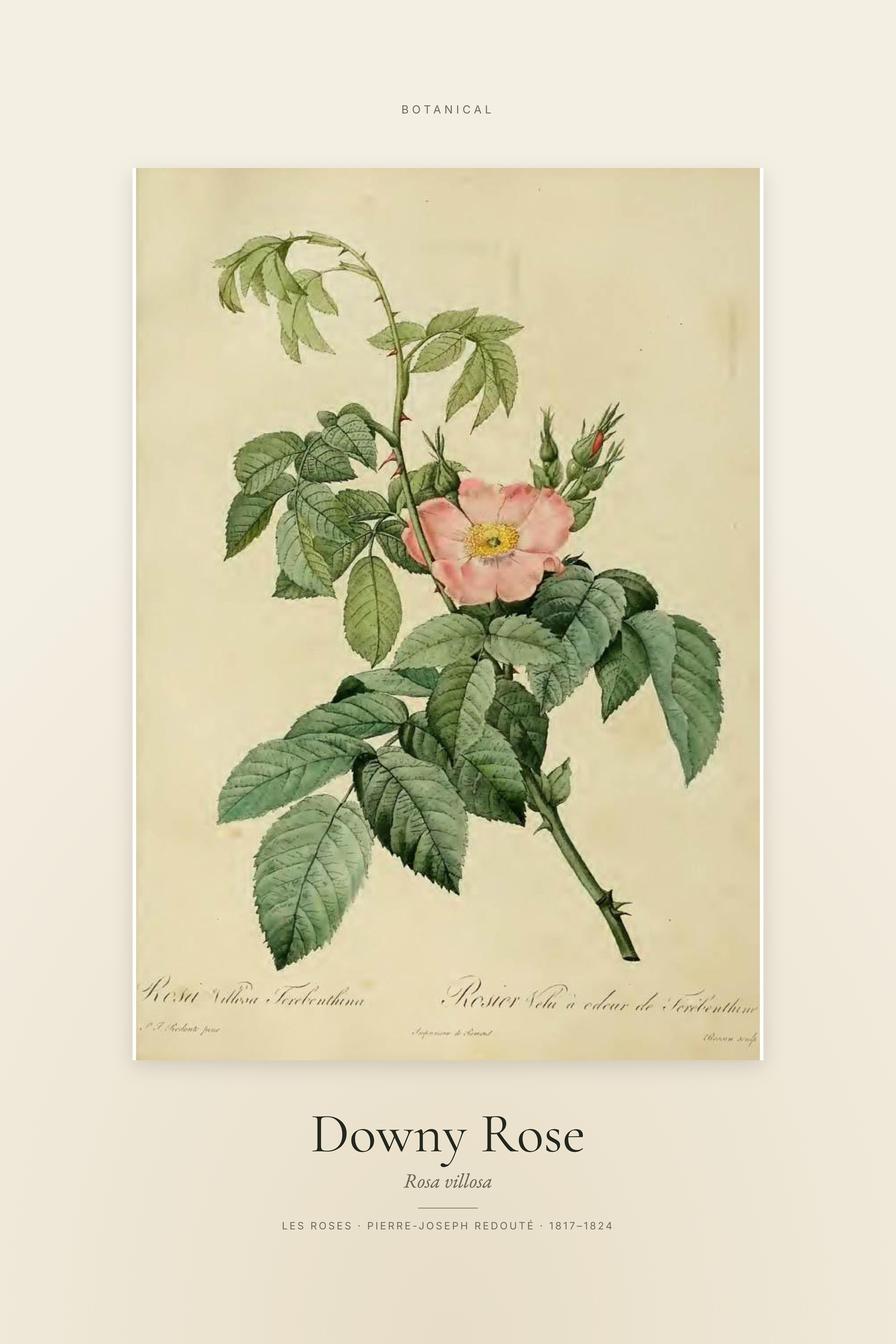 Downy Rose — Specimen