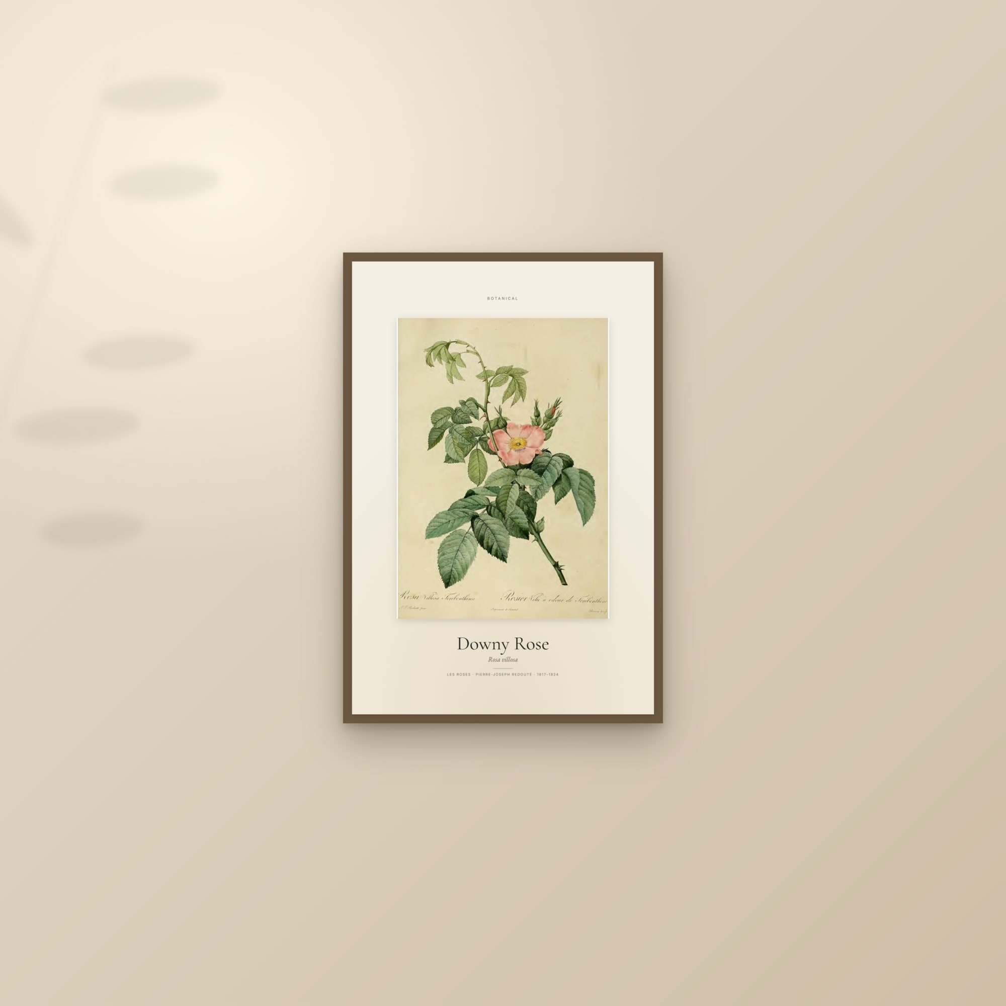 Downy Rose — Specimen — framed and styled on a sunlit wall