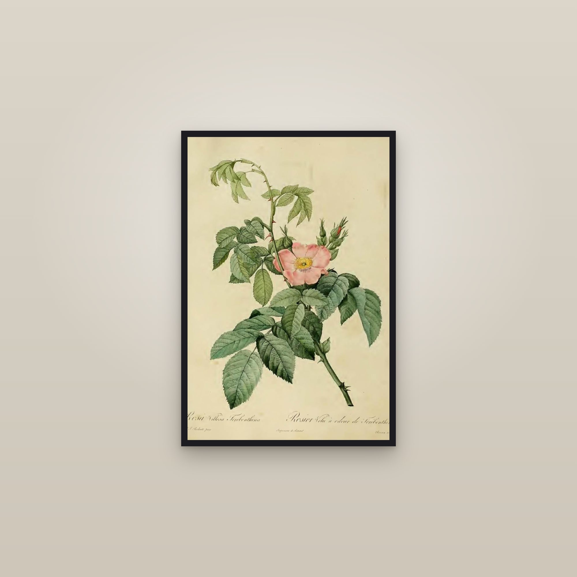 Downy Rose — framed in a gallery setting