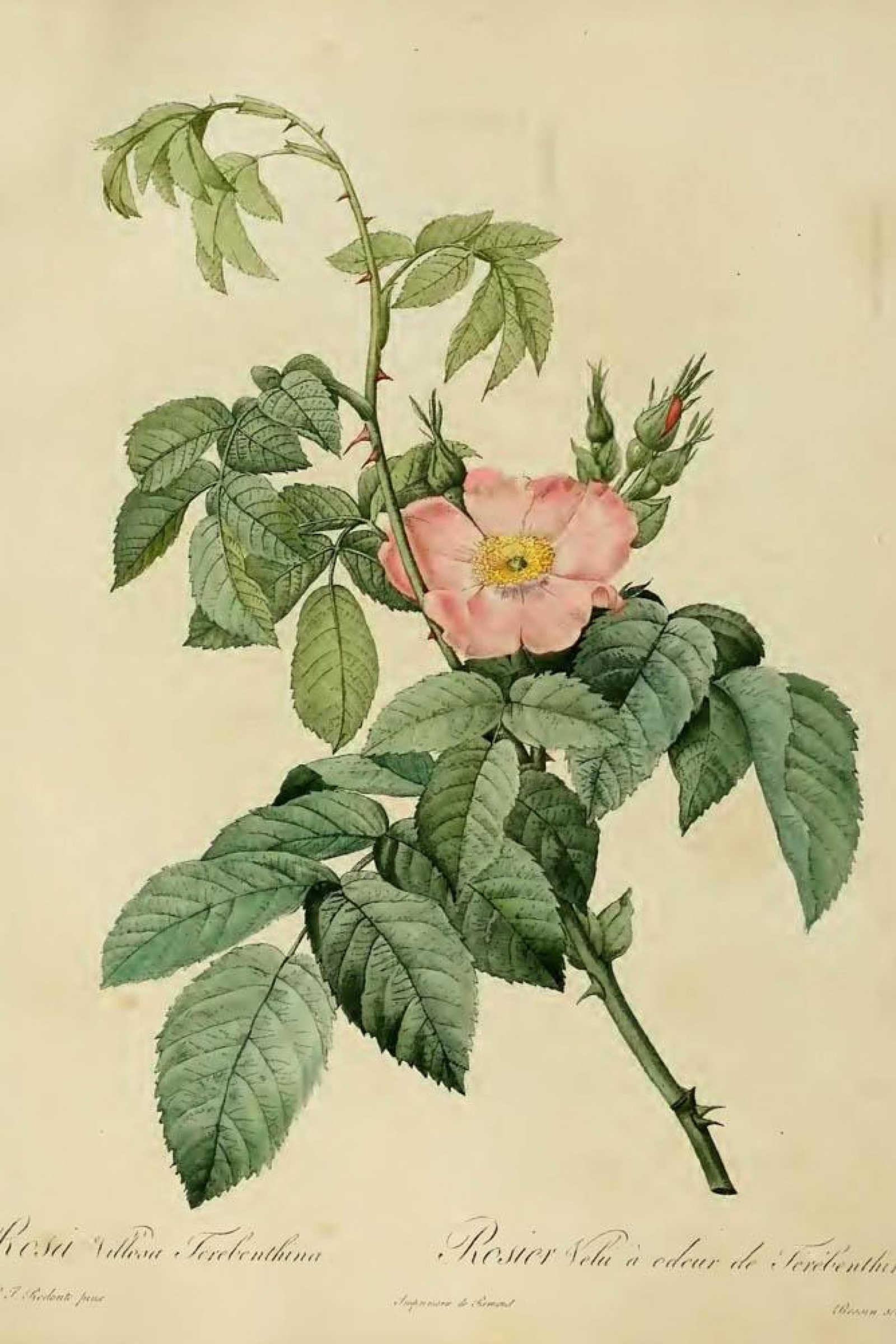 Downy Rose