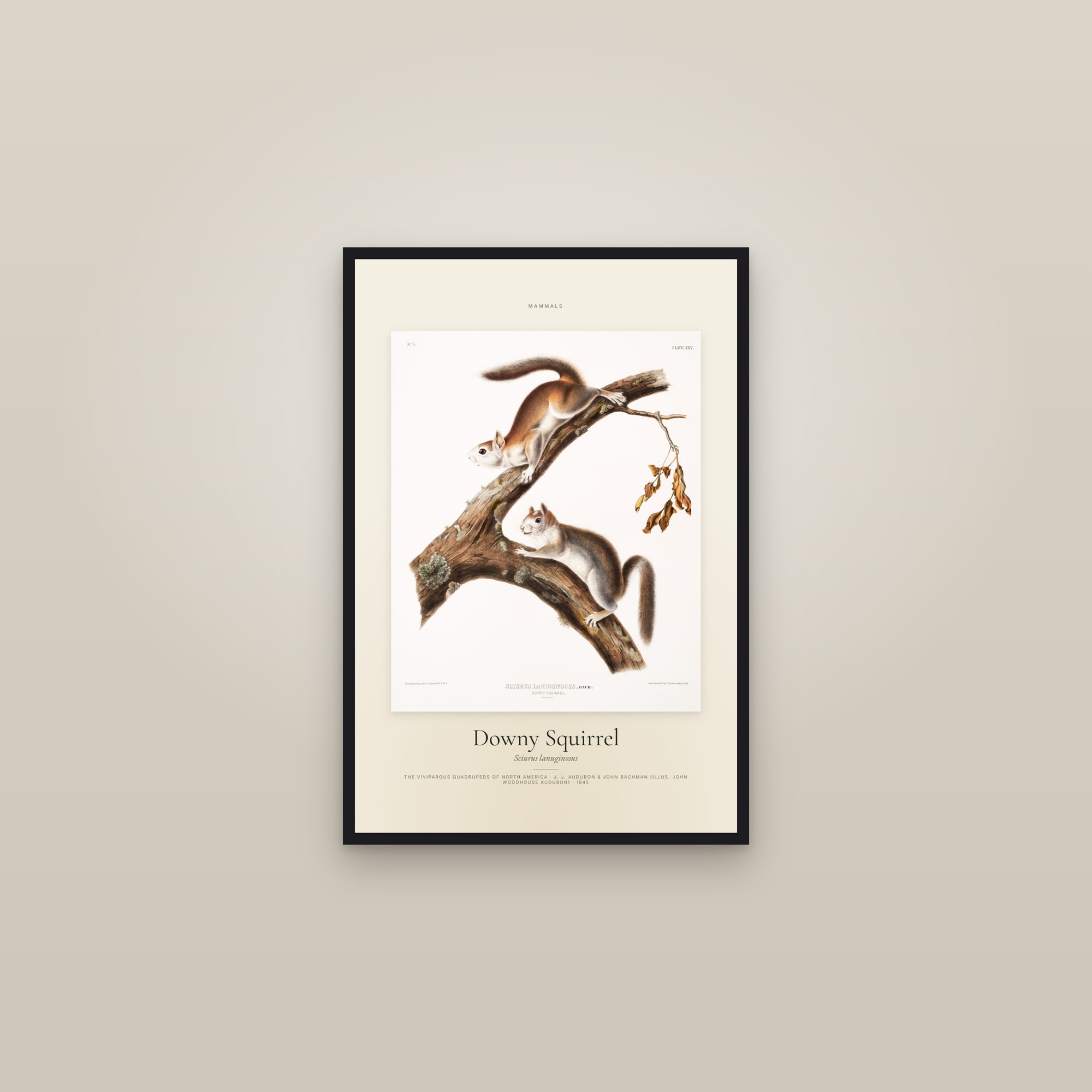 Downy Squirrel — Specimen — framed in a gallery setting