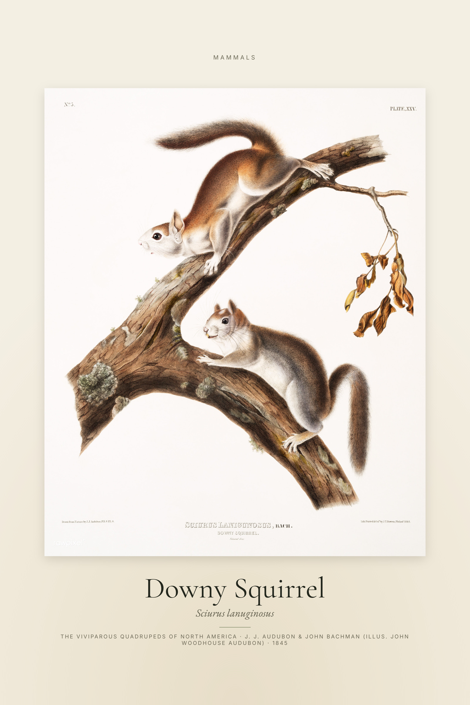 Downy Squirrel — Specimen