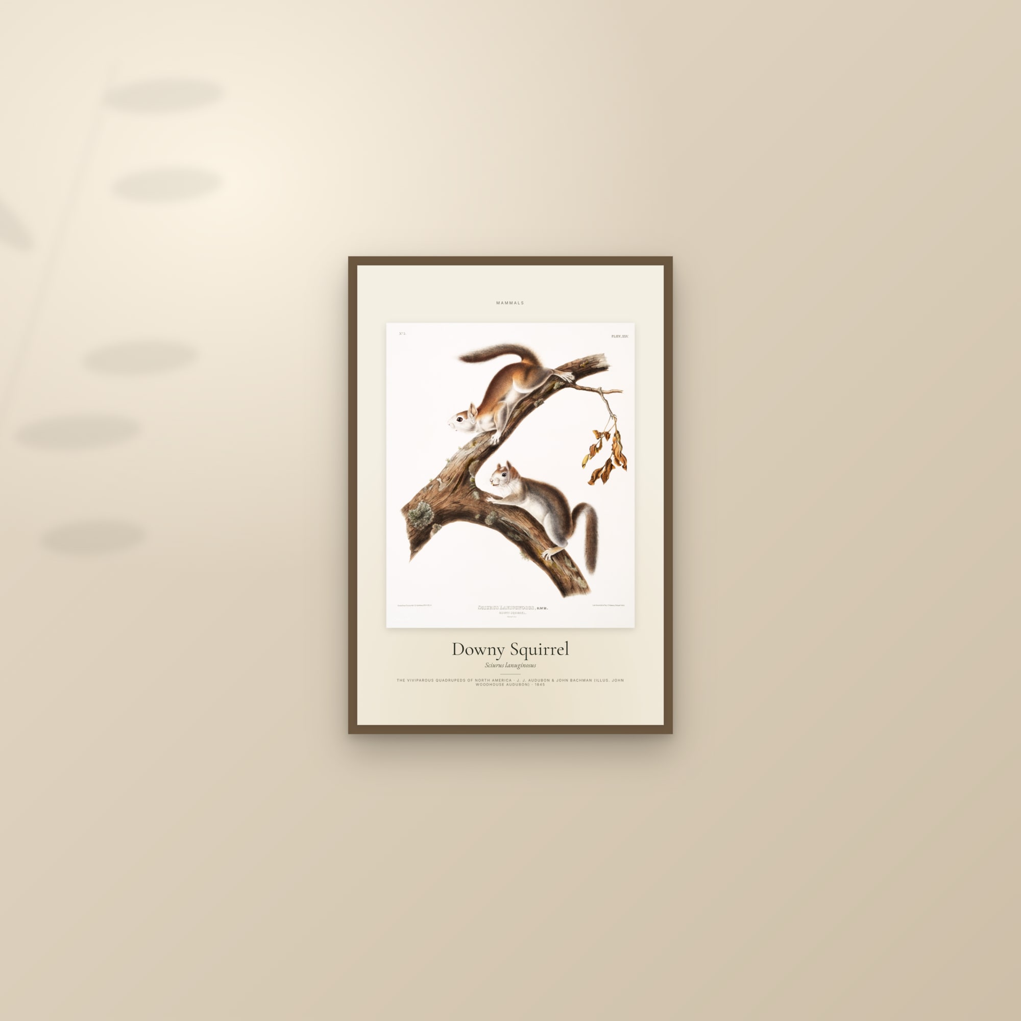 Downy Squirrel — Specimen — framed and styled on a sunlit wall