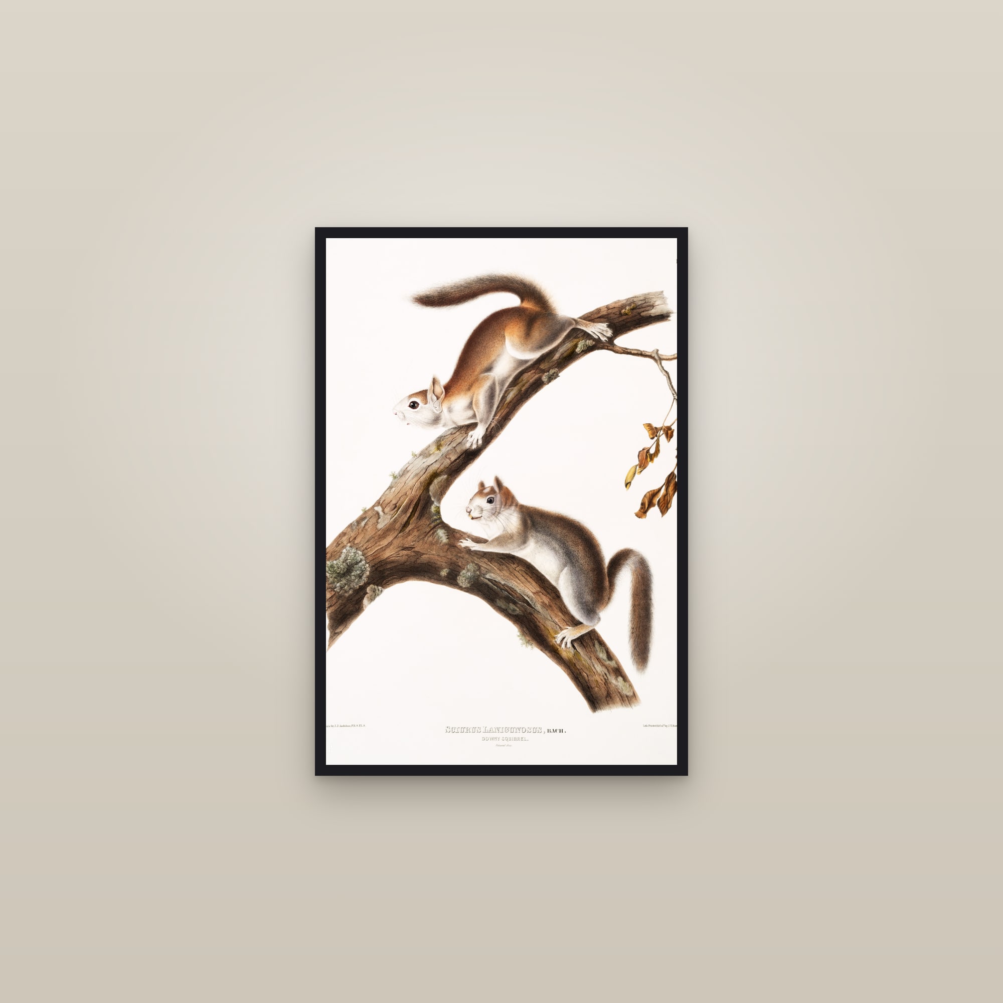 Downy Squirrel — framed in a gallery setting