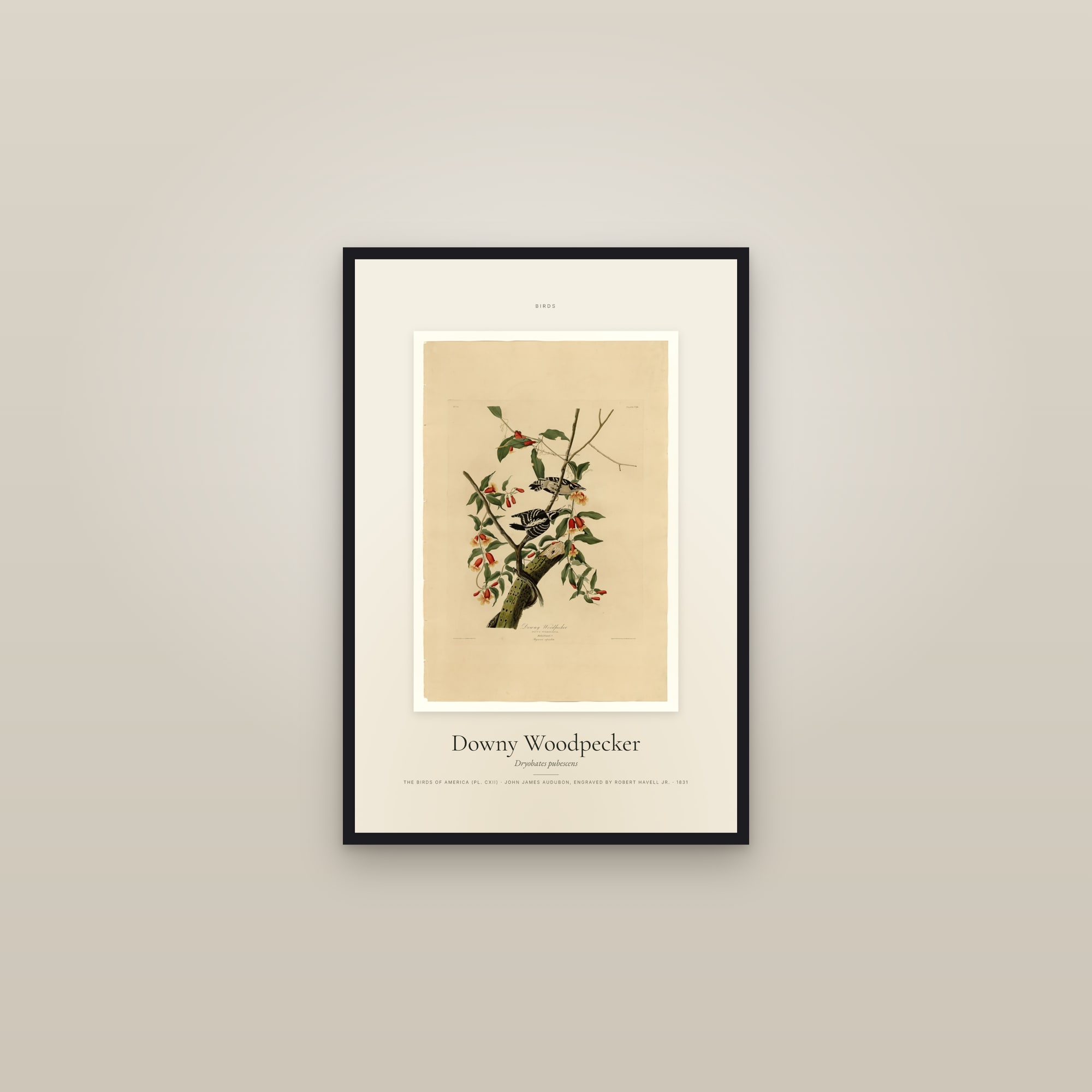 Downy Woodpecker — Specimen — framed in a gallery setting