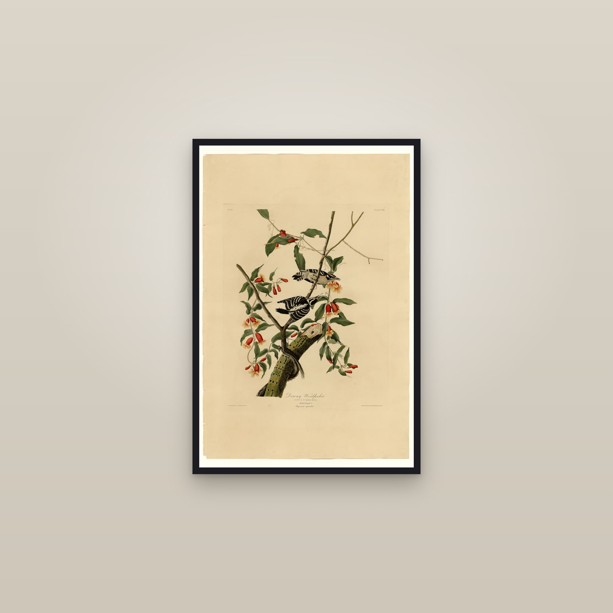 Downy Woodpecker — framed in a gallery setting