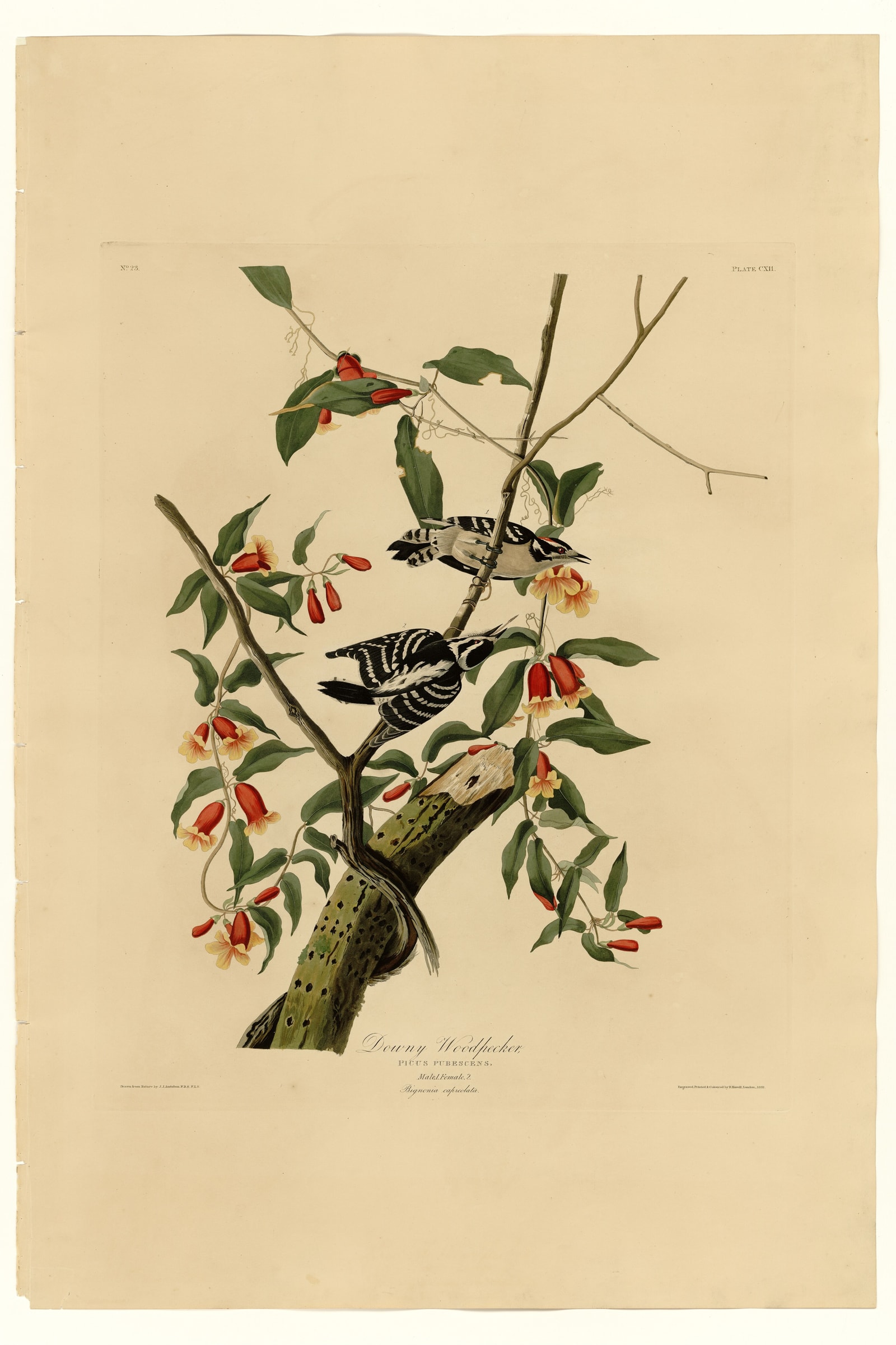 Downy Woodpecker