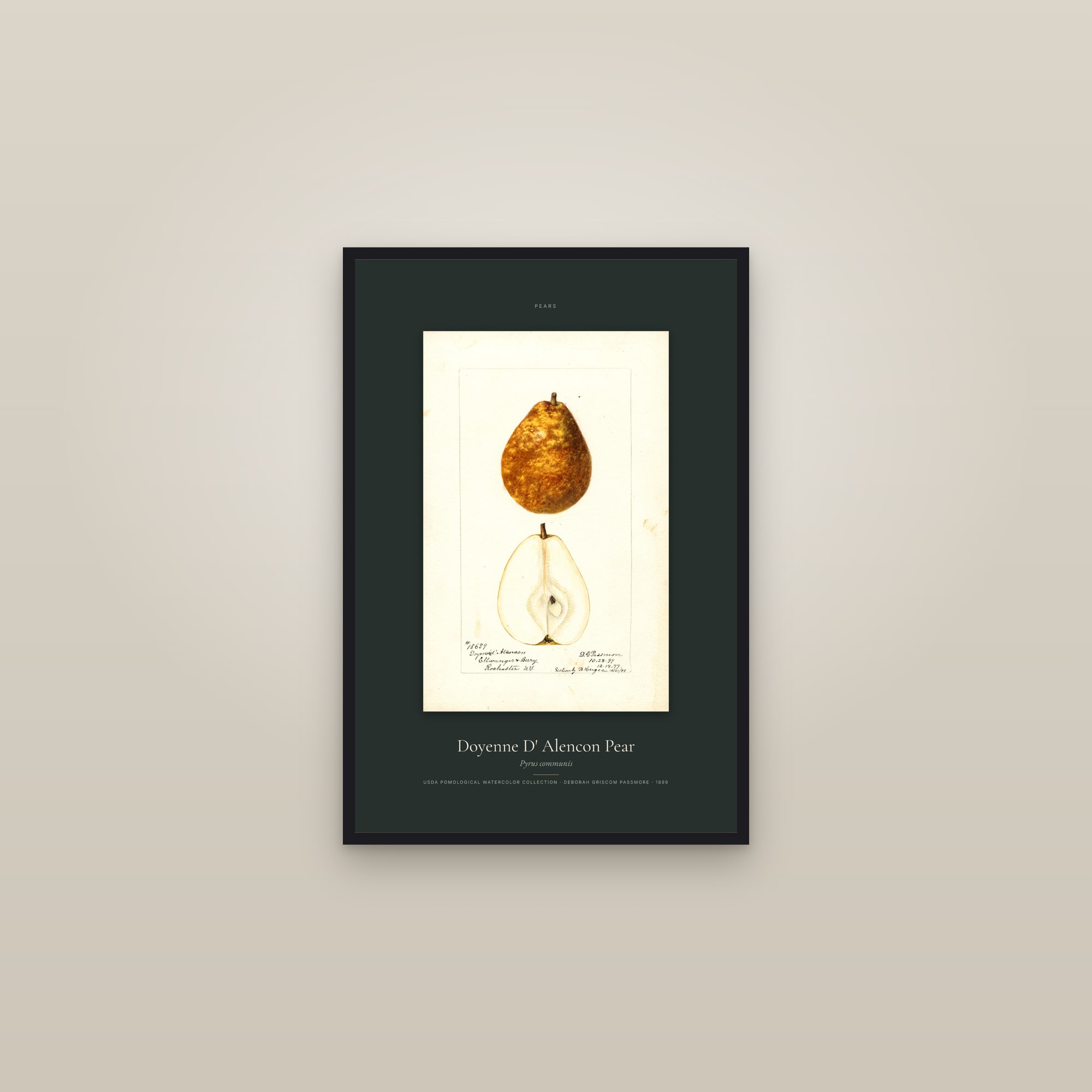 Doyenne D' Alencon Pear — Specimen — framed in a gallery setting