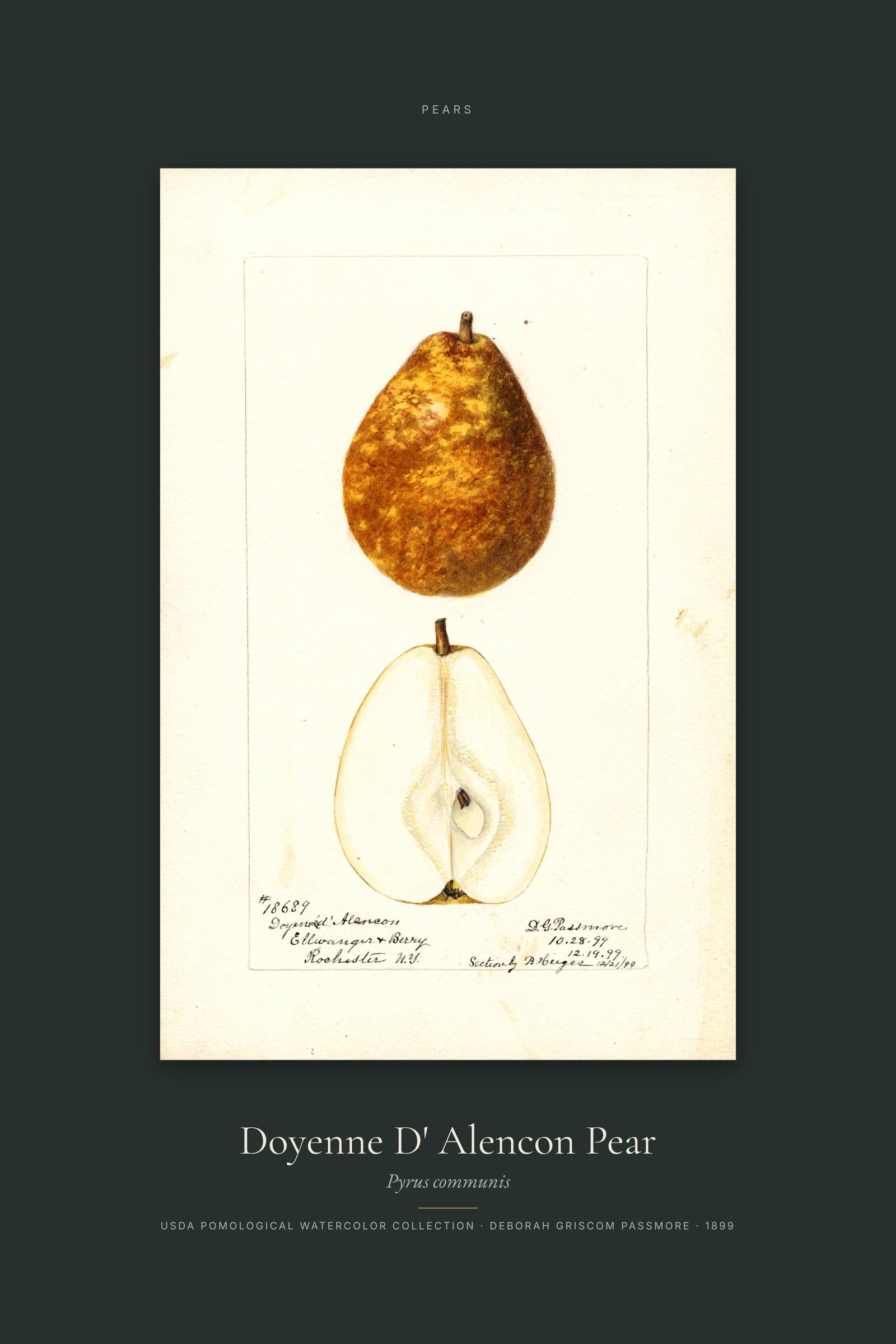 Doyenne D' Alencon Pear — Specimen