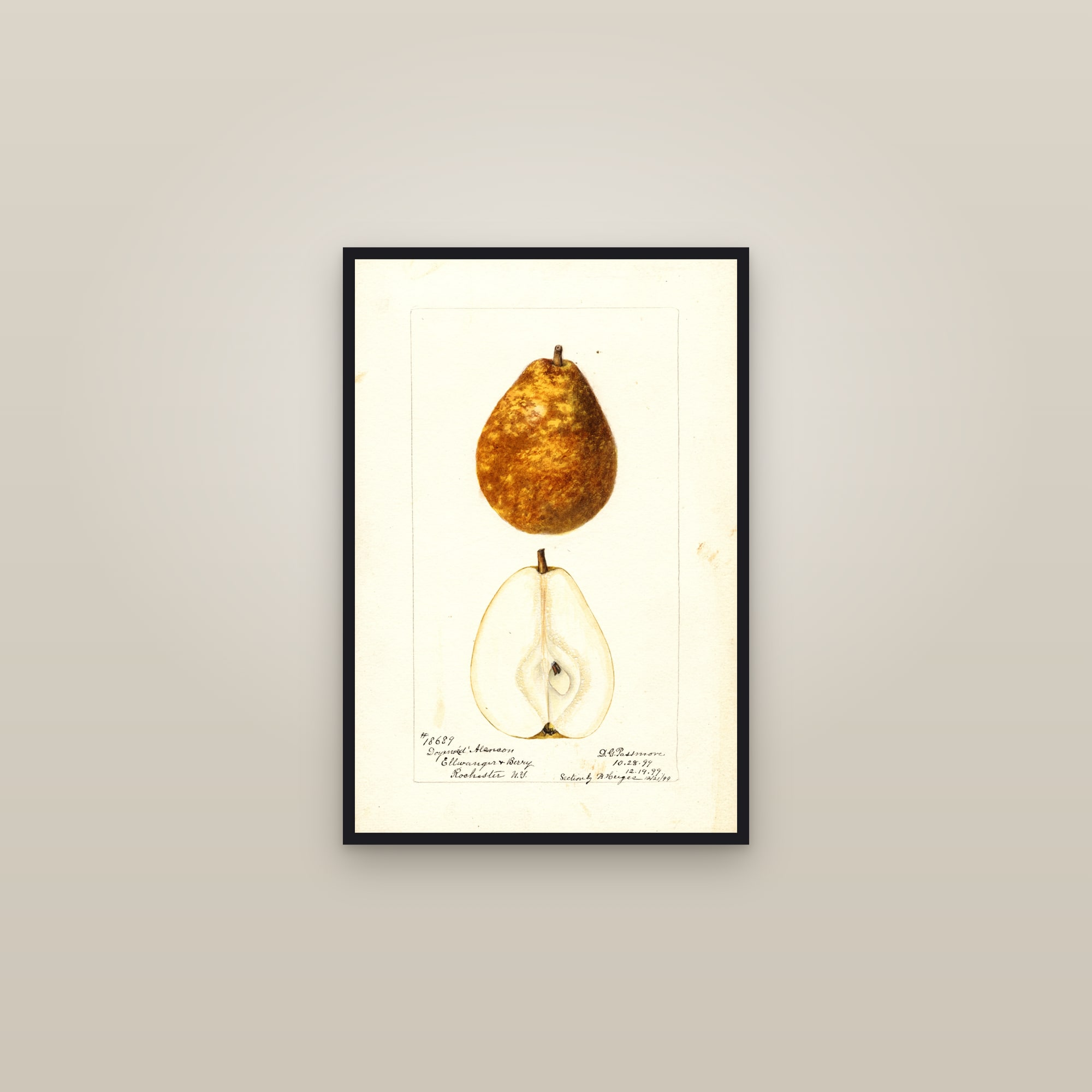 Doyenne D' Alencon Pear — framed in a gallery setting