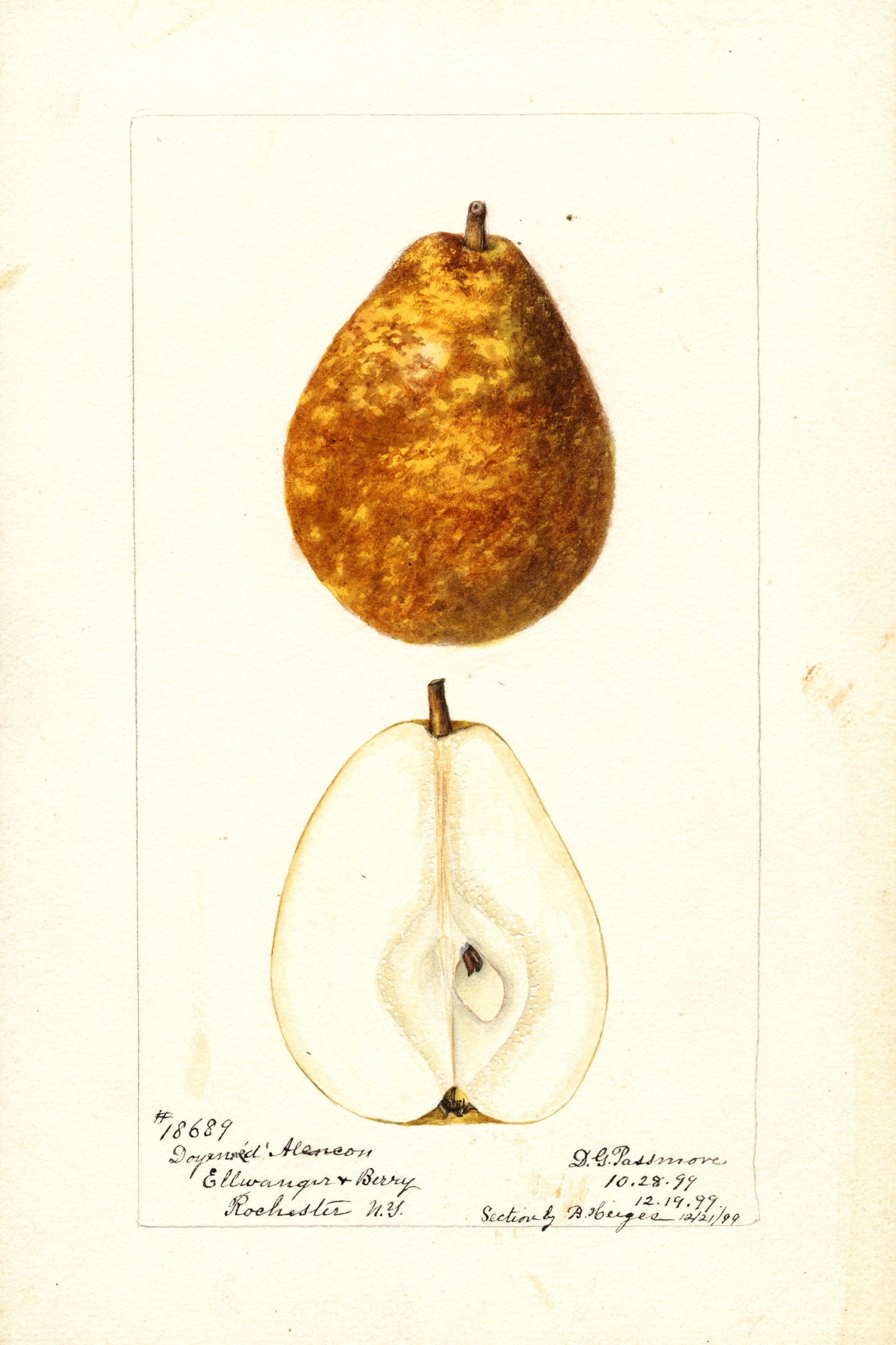Doyenne D' Alencon Pear