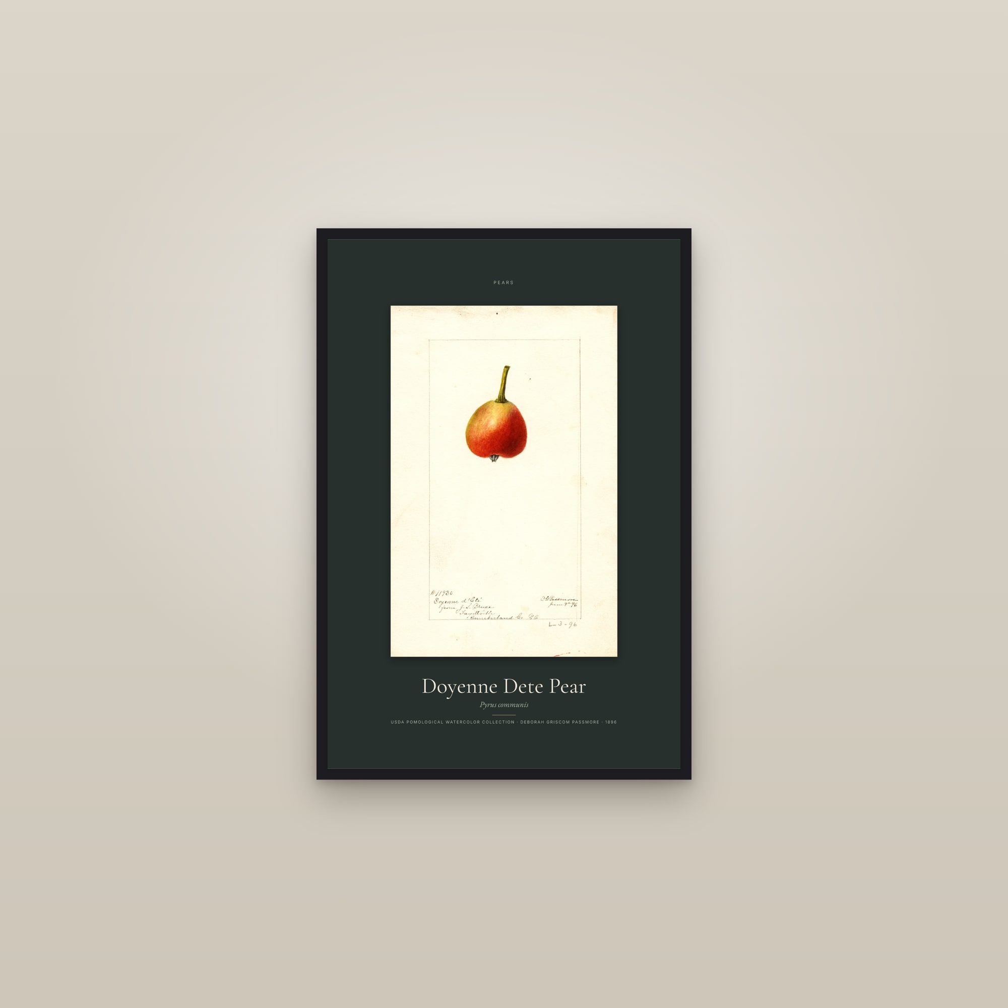 Doyenne Dete Pear — Specimen — framed in a gallery setting