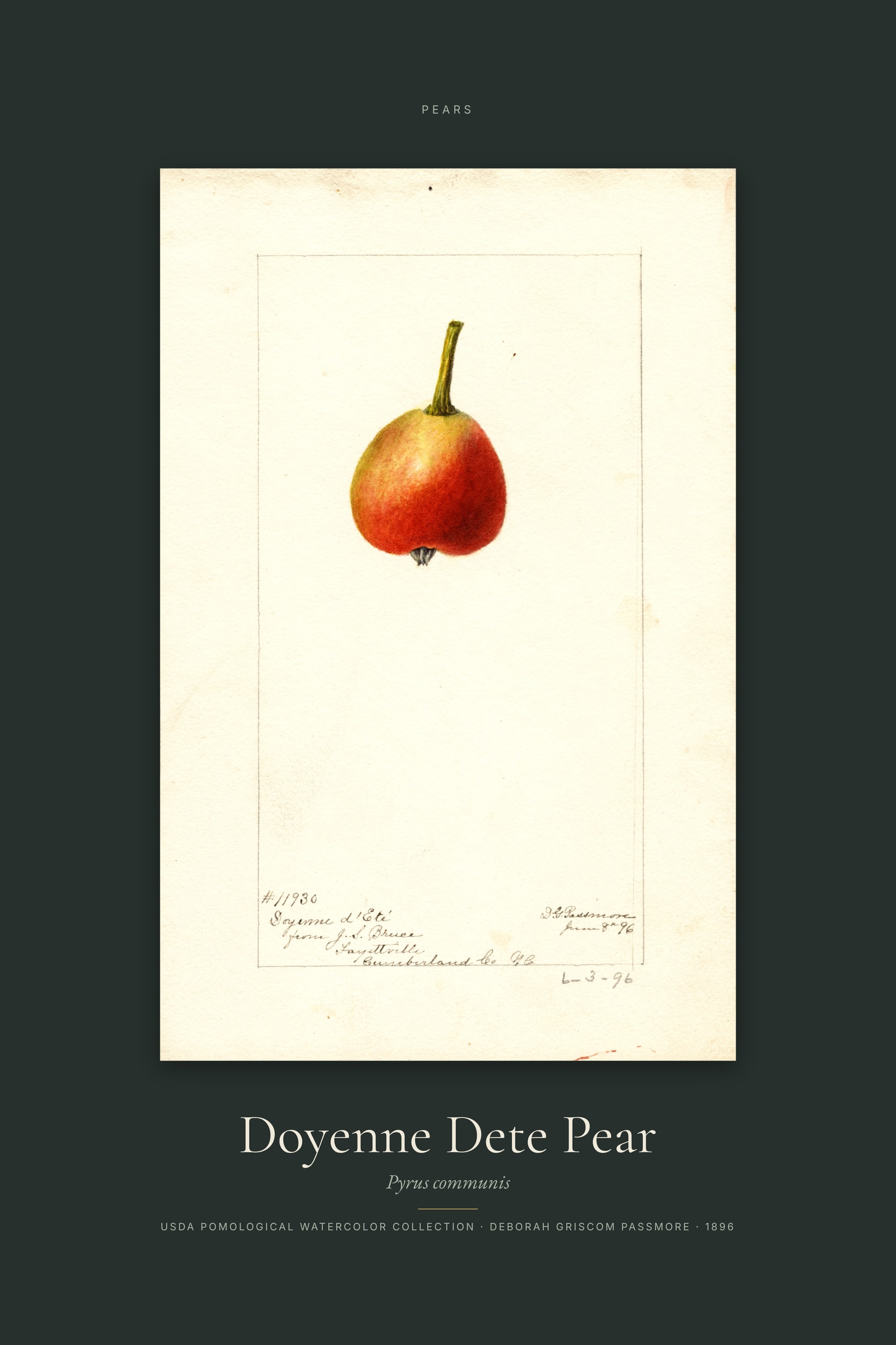Doyenne Dete Pear — Specimen