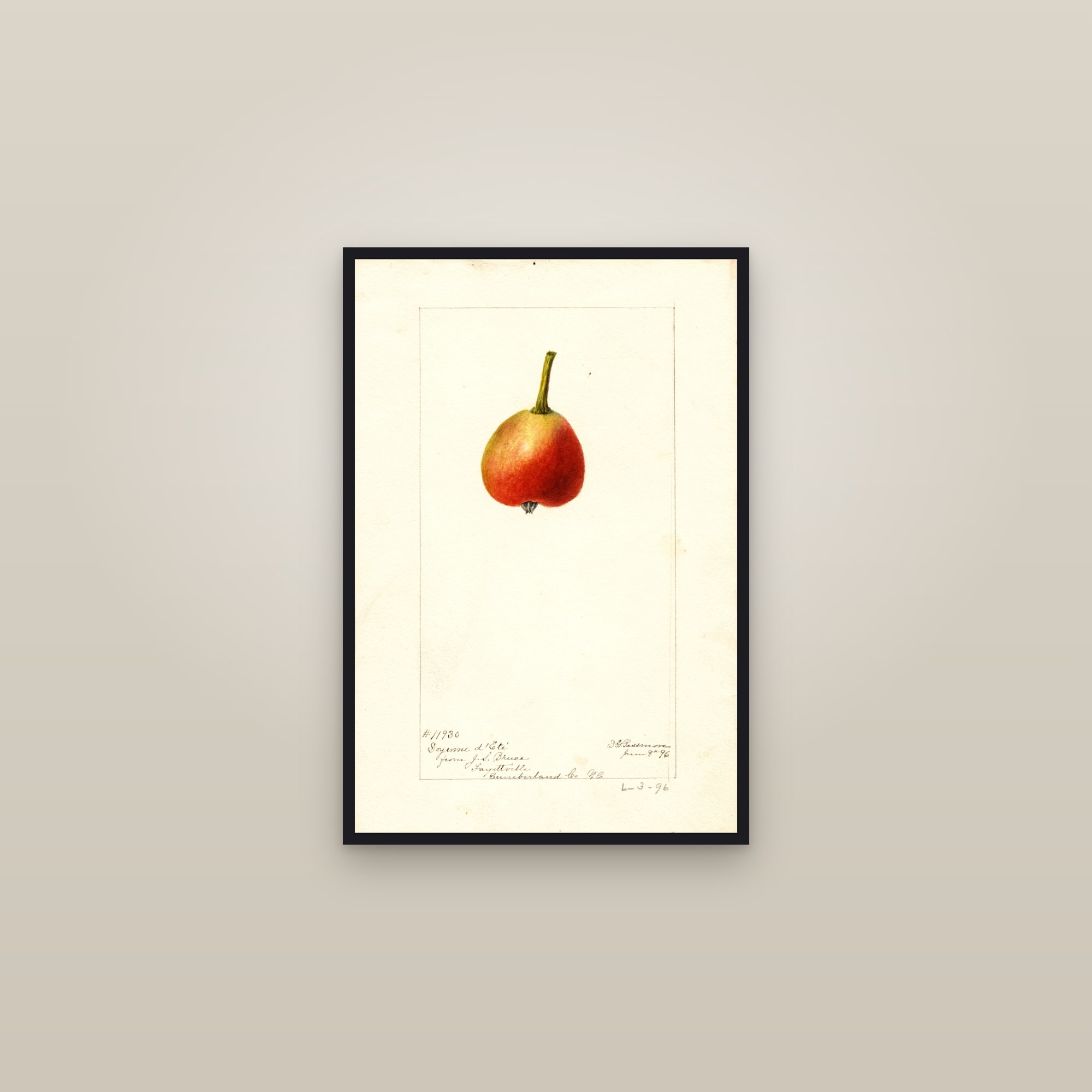 Doyenne Dete Pear — framed in a gallery setting