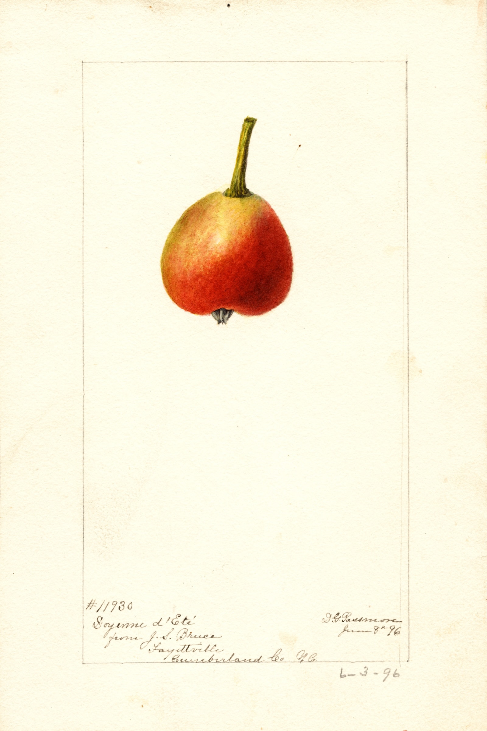 Doyenne Dete Pear