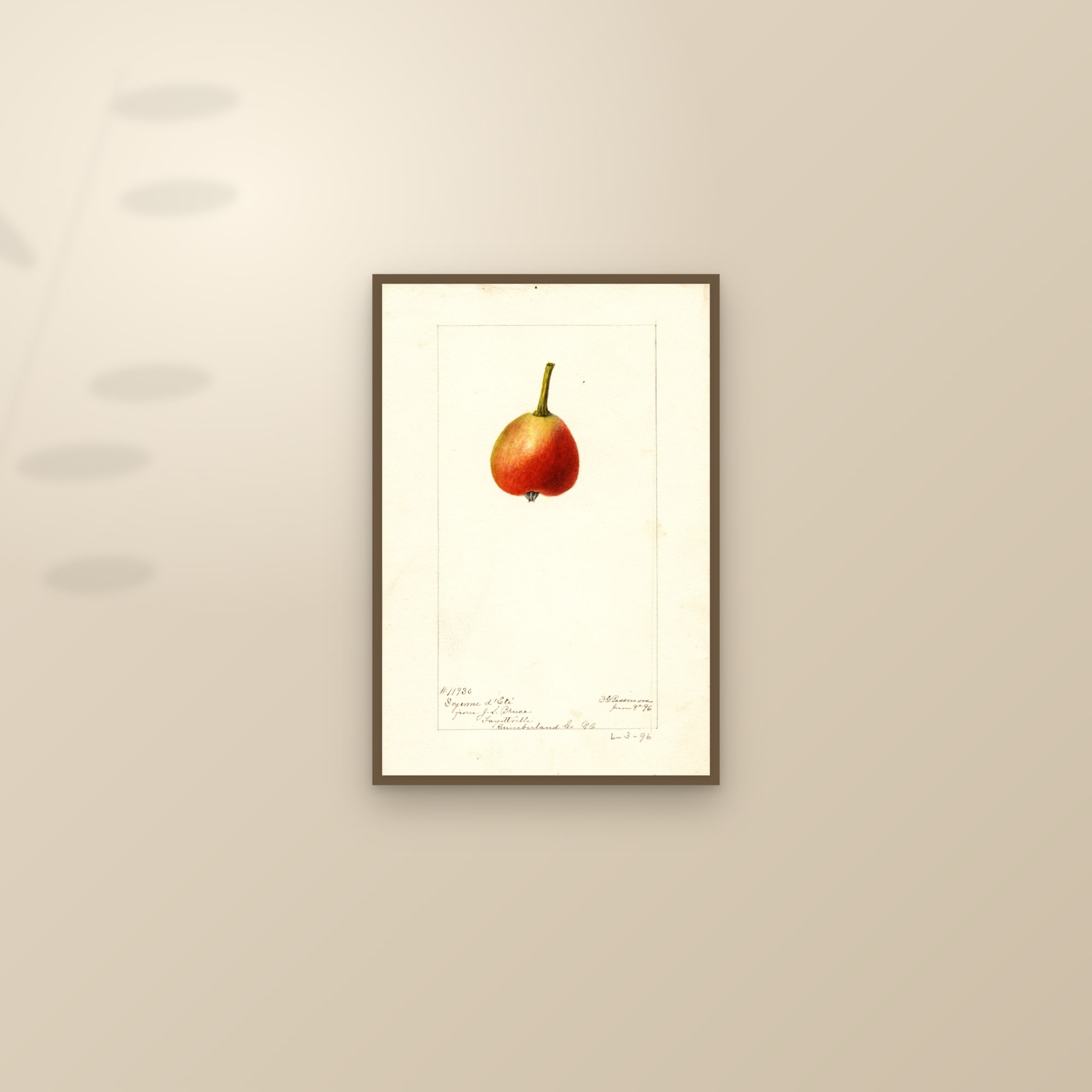 Doyenne Dete Pear — framed and styled on a sunlit wall