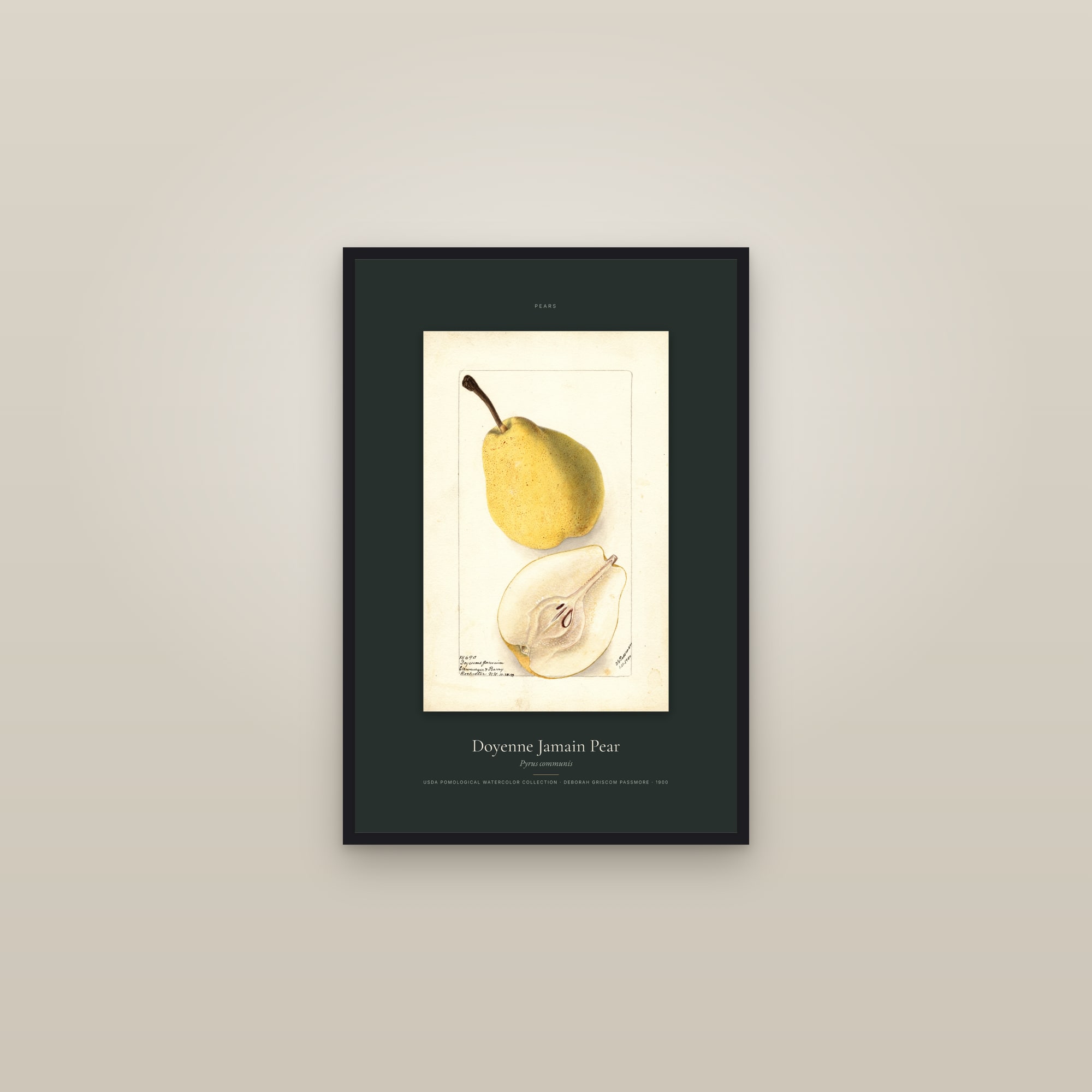 Doyenne Jamain Pear — Specimen — framed in a gallery setting