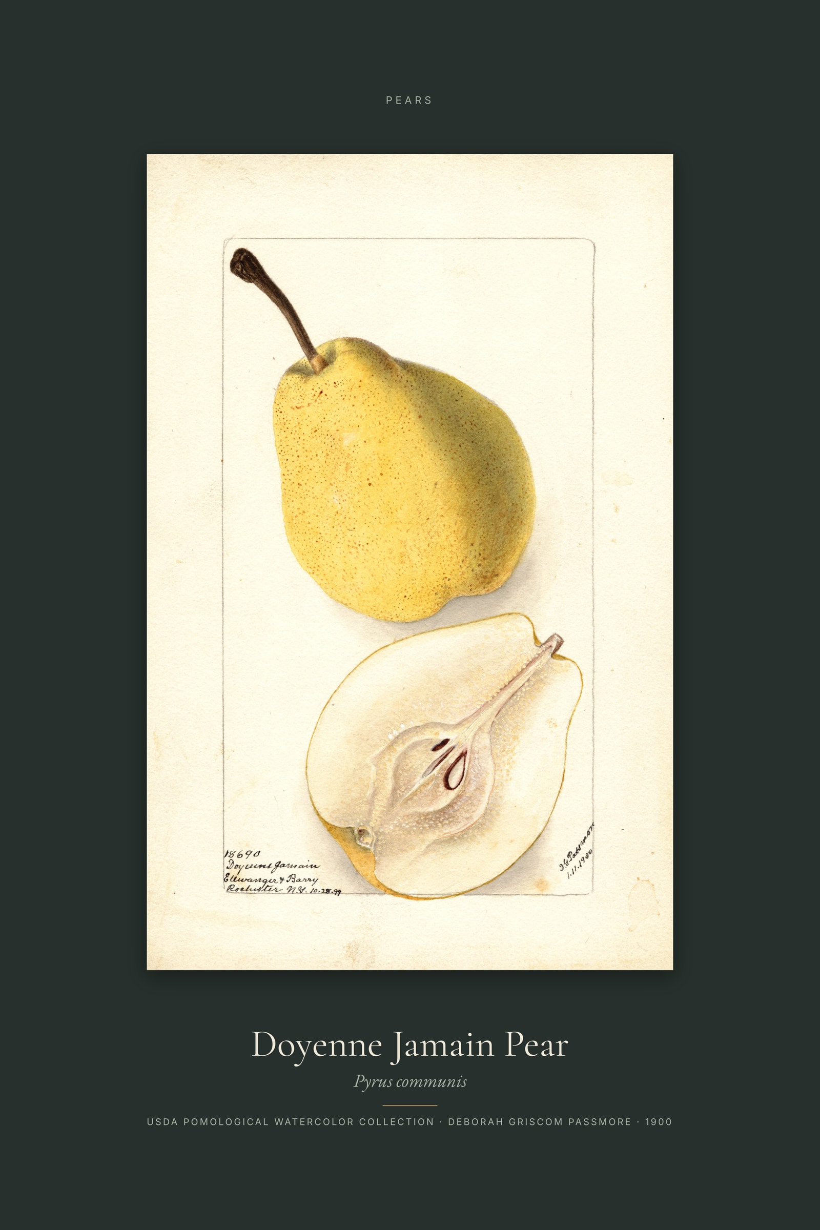 Doyenne Jamain Pear — Specimen