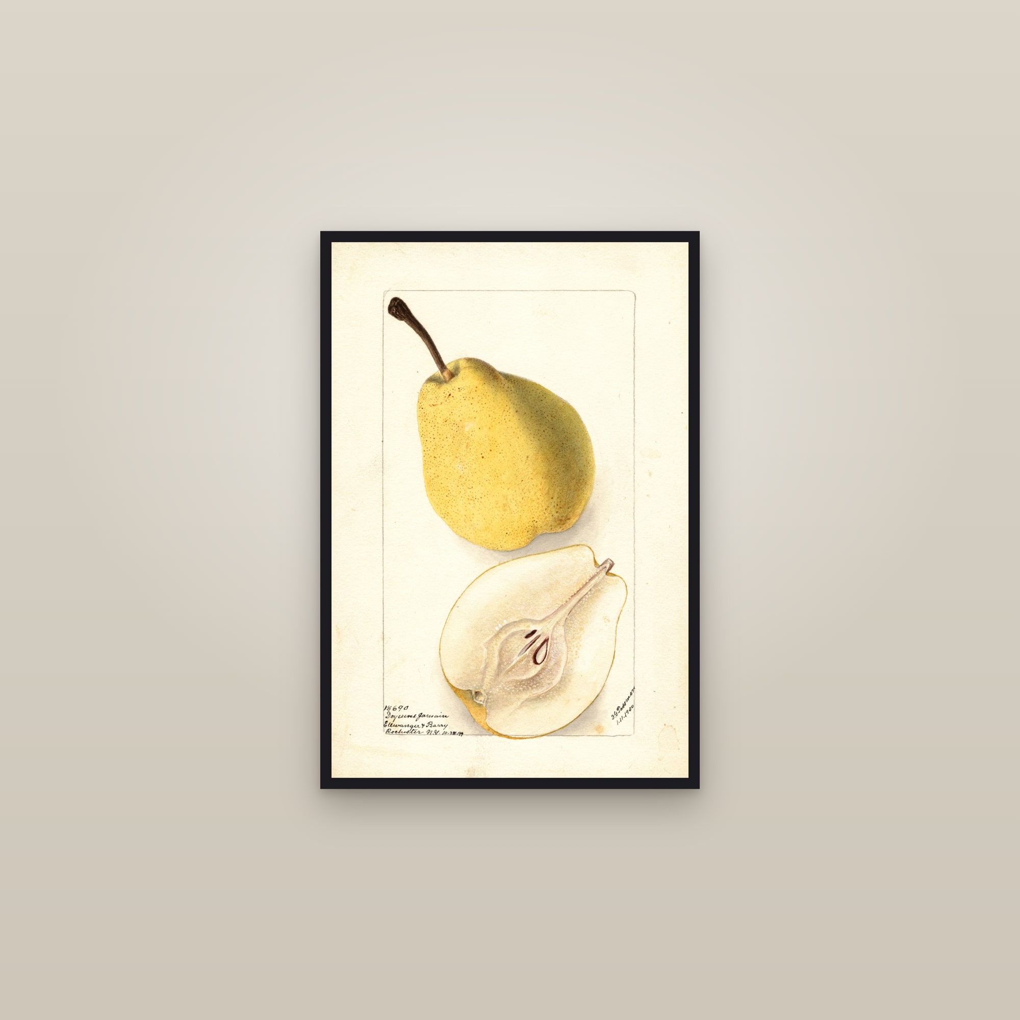 Doyenne Jamain Pear — framed in a gallery setting