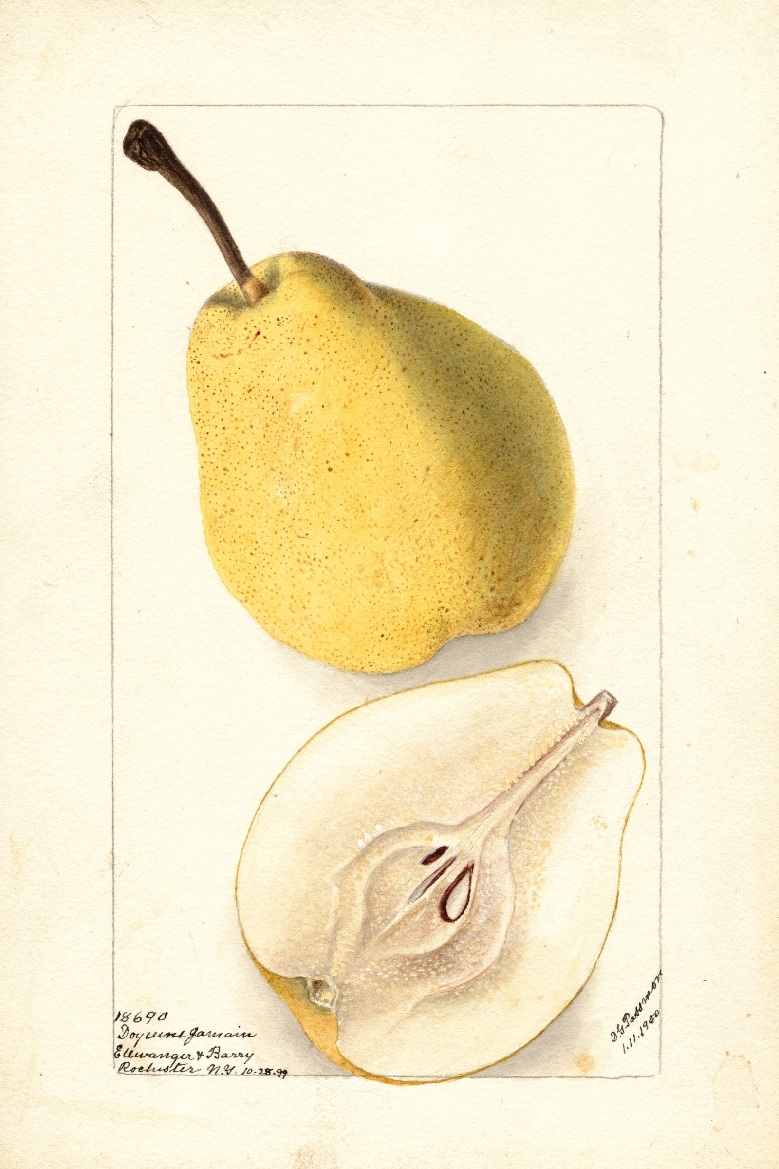 Doyenne Jamain Pear