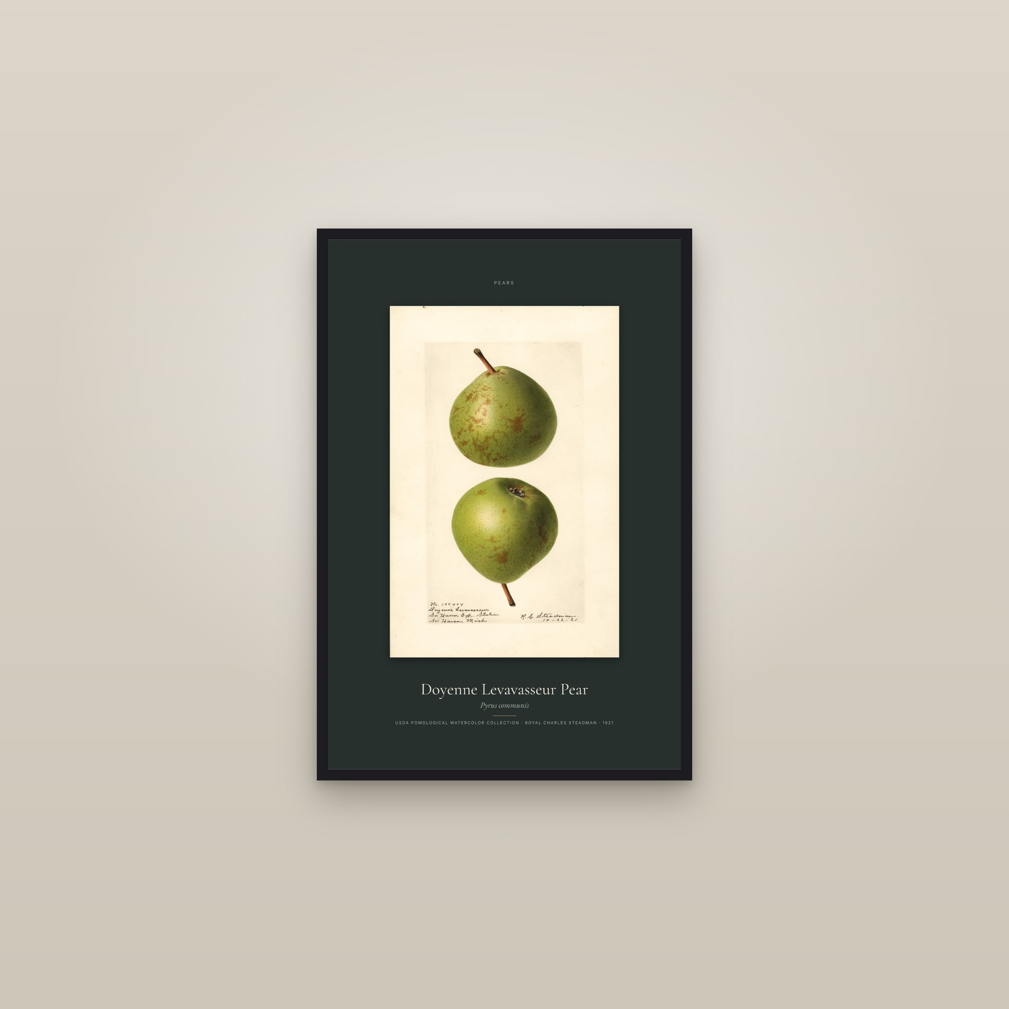 Doyenne Levavasseur Pear — Specimen — framed in a gallery setting