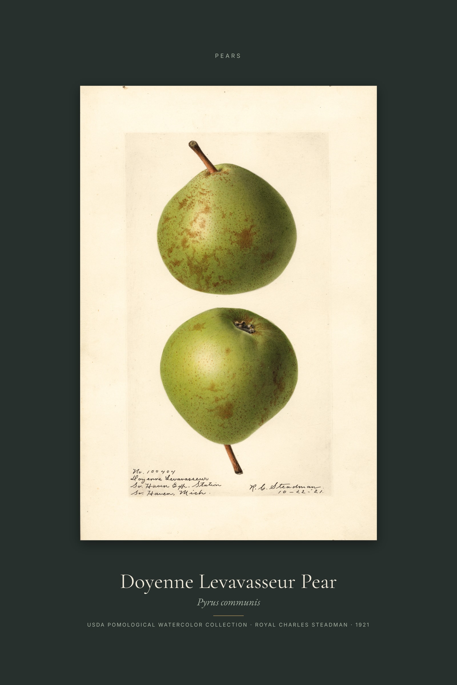 Doyenne Levavasseur Pear — Specimen
