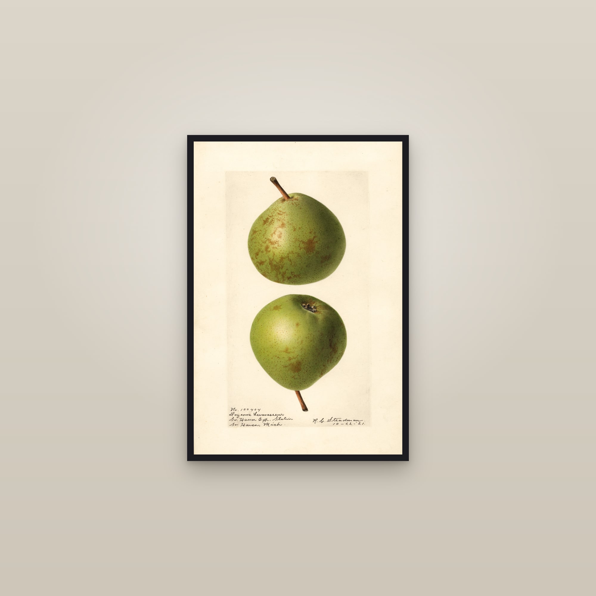 Doyenne Levavasseur Pear — framed in a gallery setting