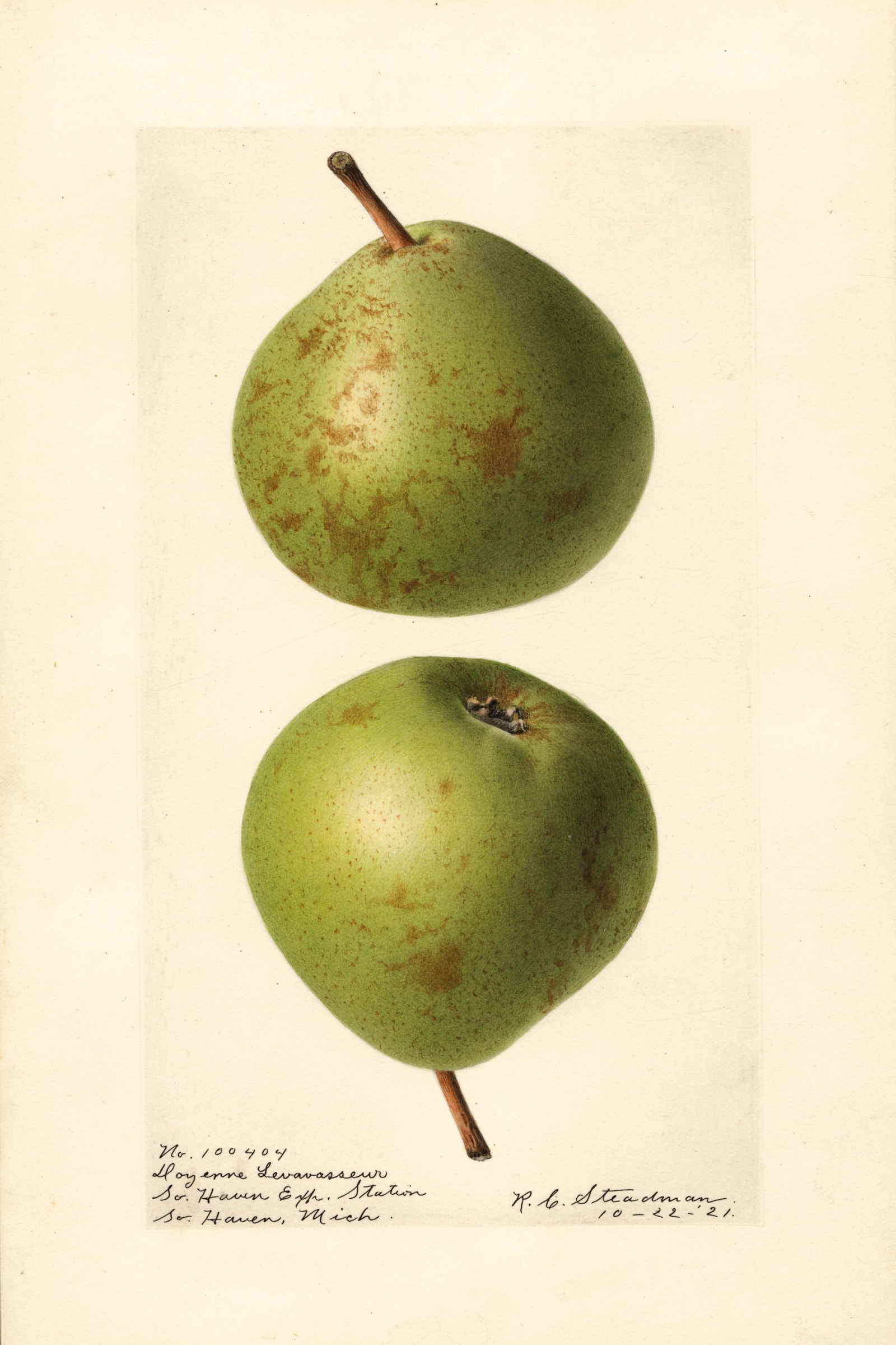 Doyenne Levavasseur Pear