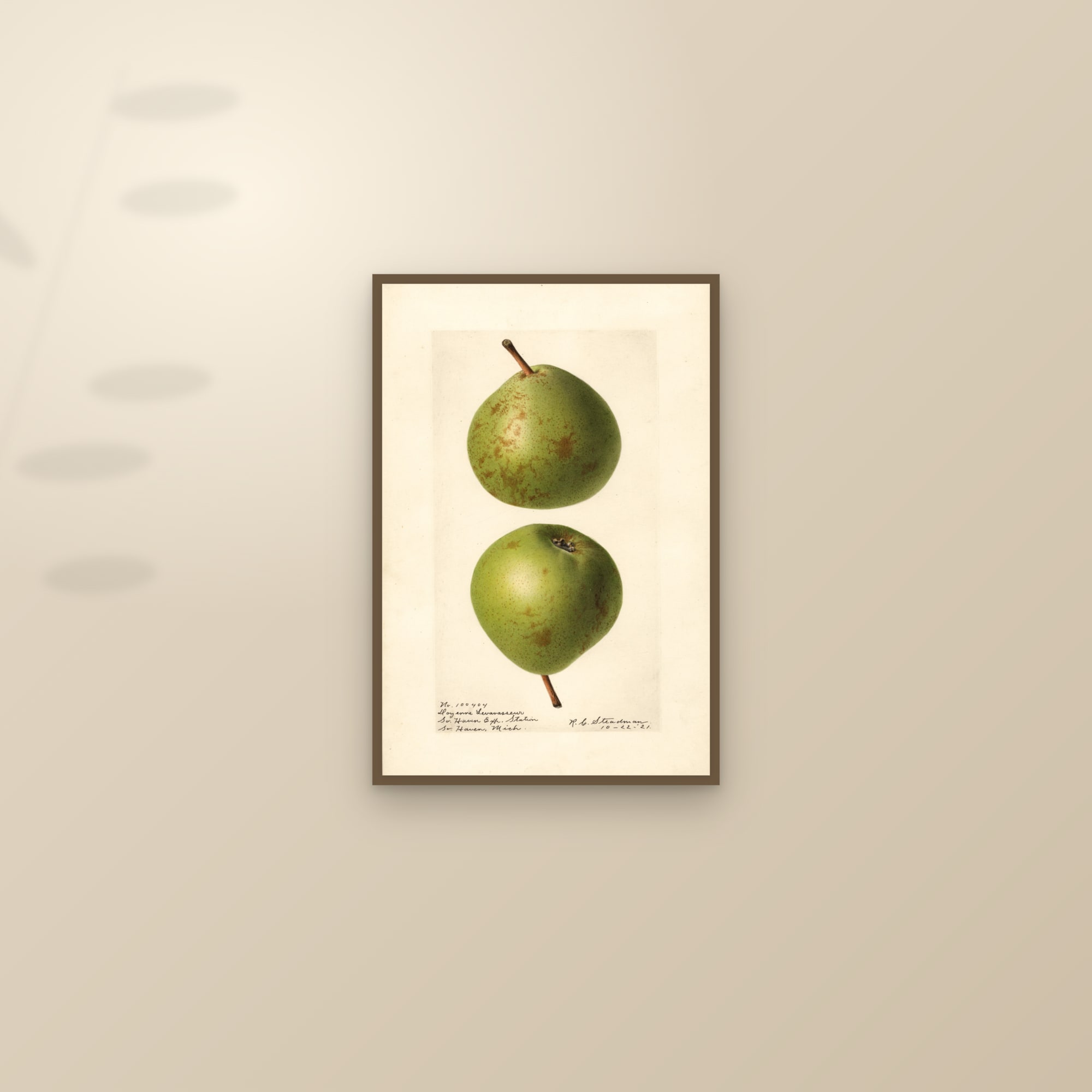 Doyenne Levavasseur Pear — framed and styled on a sunlit wall