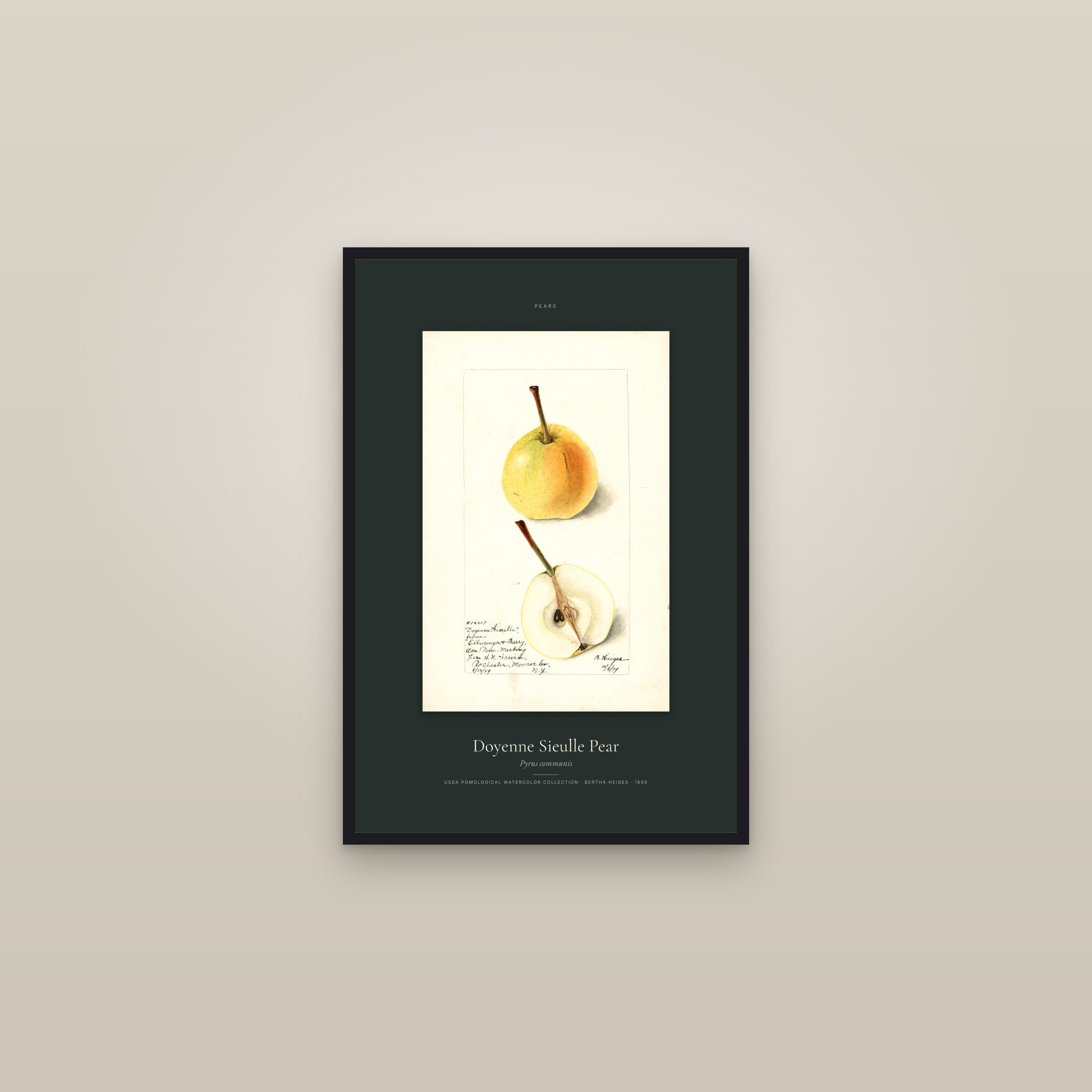 Doyenne Sieulle Pear — Specimen — framed in a gallery setting