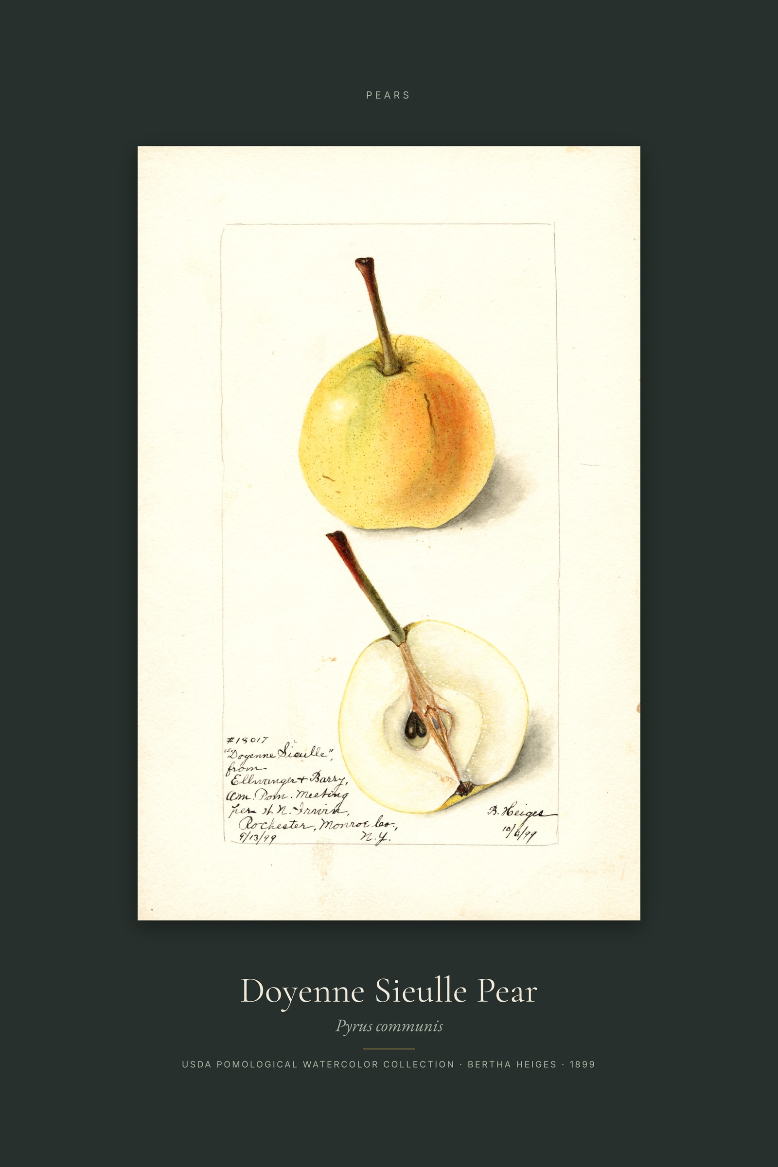 Doyenne Sieulle Pear — Specimen